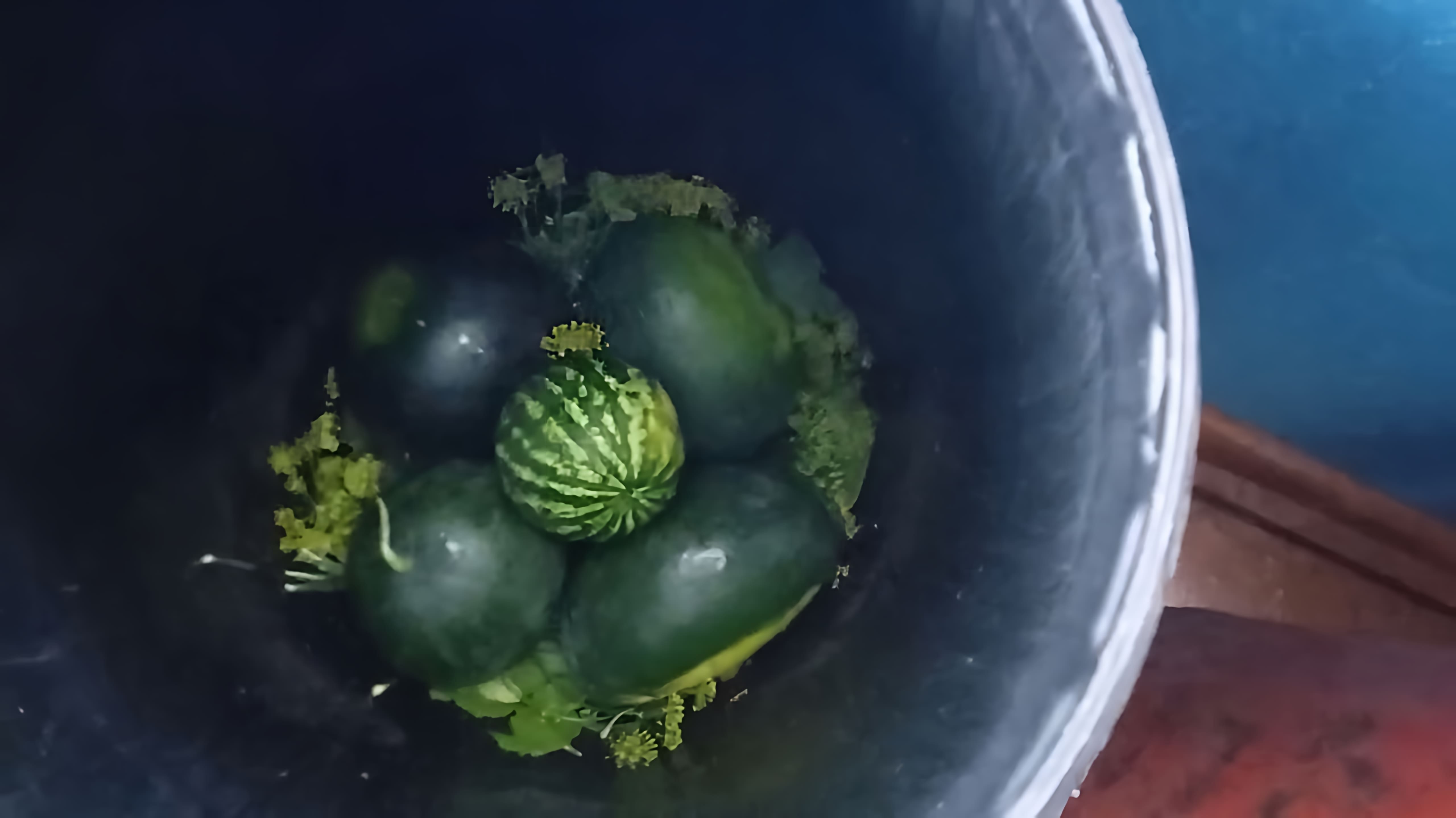 В этом видео автор показывает процесс приготовления арбузов в бочке