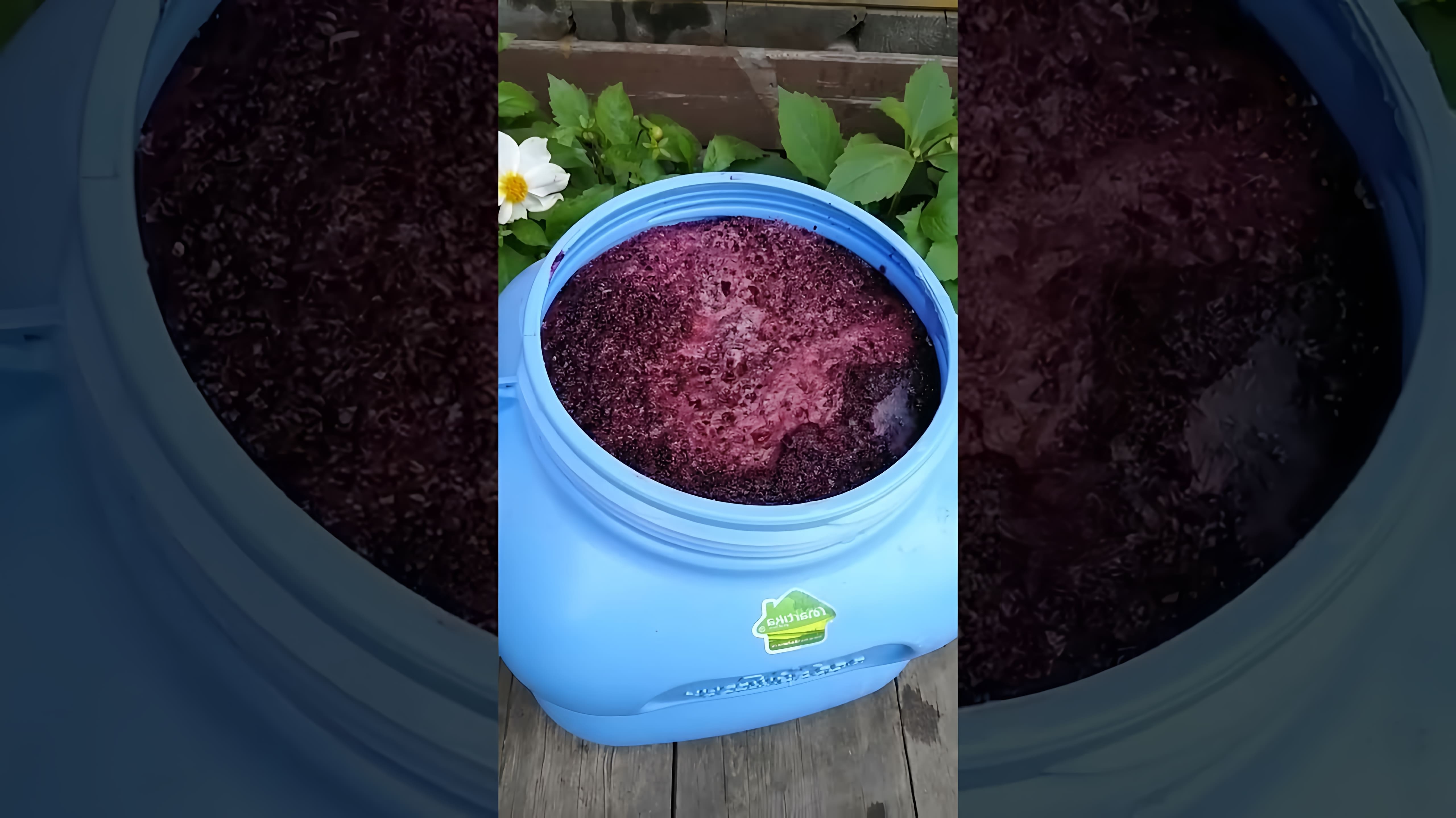 В этом видео демонстрируется простой рецепт приготовления домашнего вина из черноплодной рябины