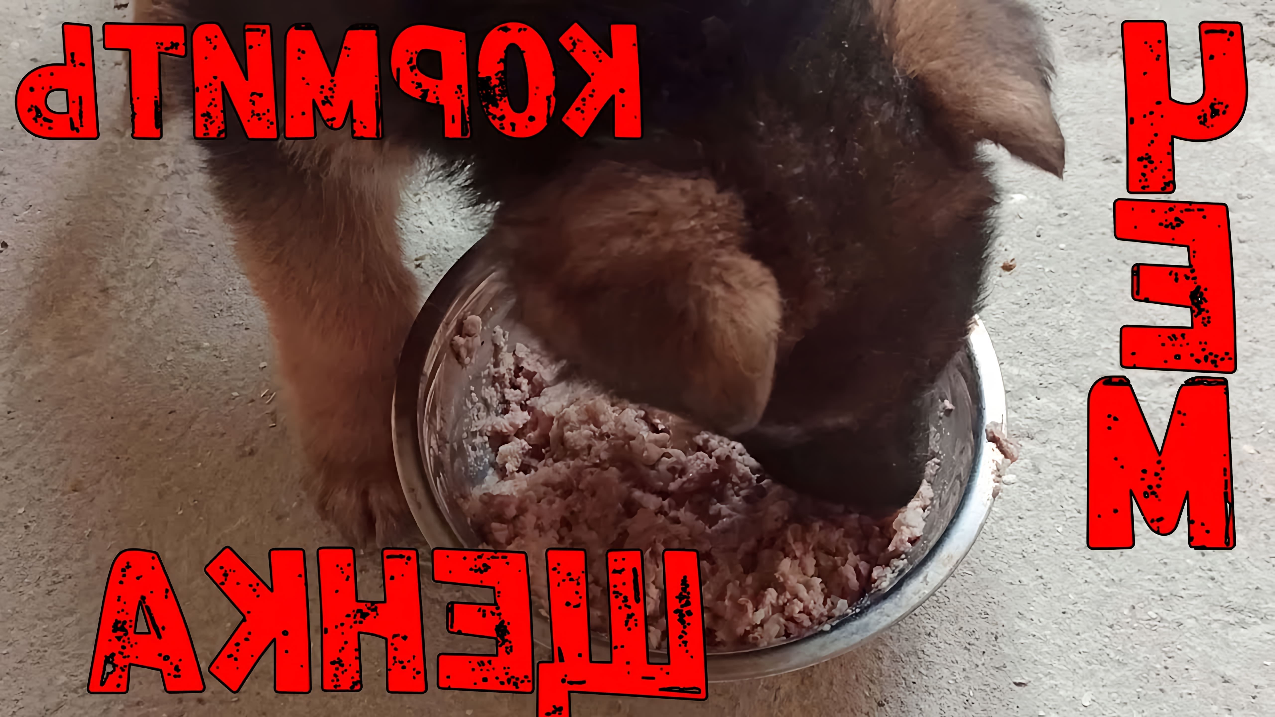 В этом видео-ролике рассказывается о том, как правильно кормить двухмесячного щенка немецкой овчарки