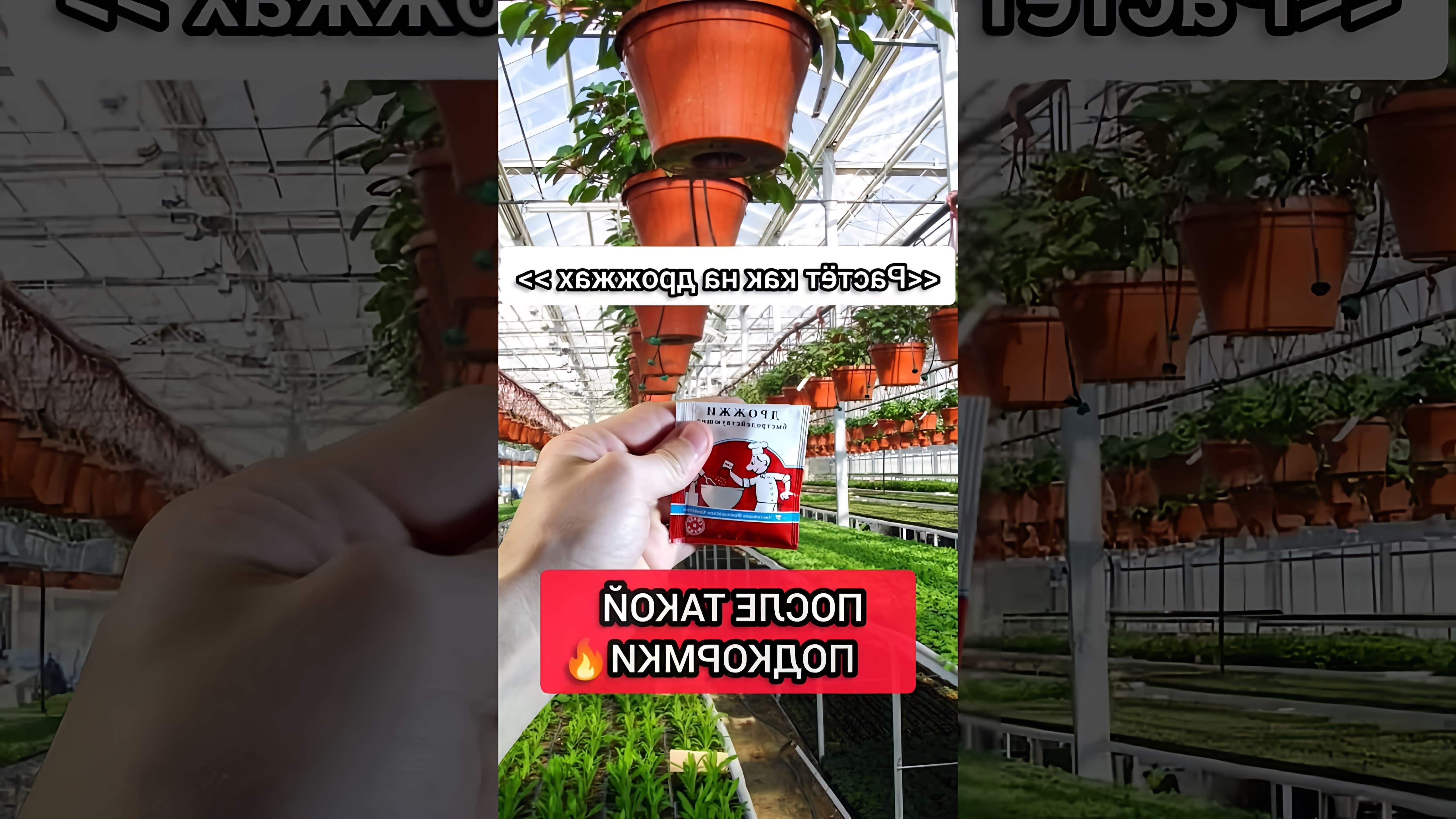 В этом видео рассказывается о бюджетной и эффективной подкормке для комнатных растений