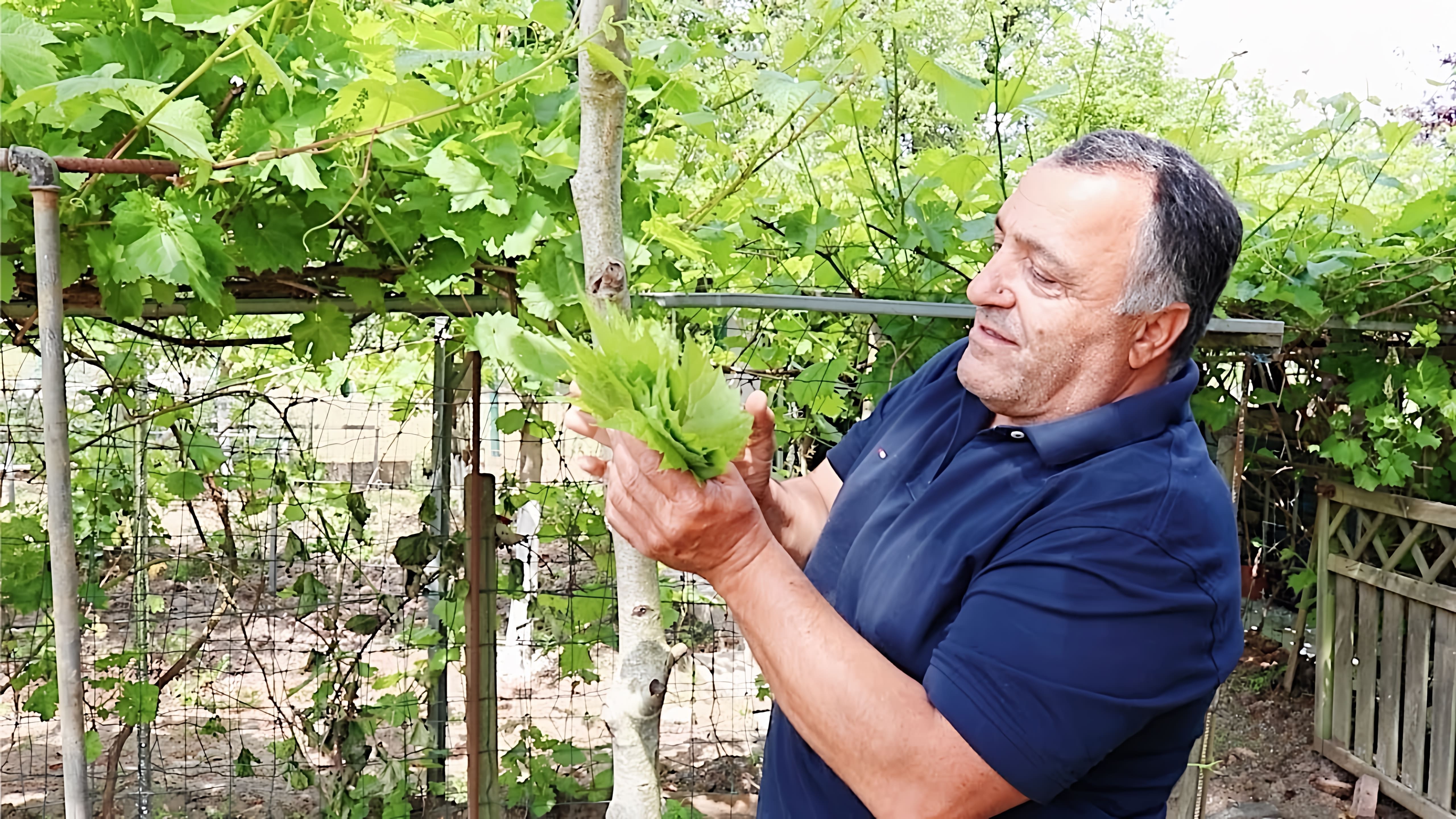 В этом видео Жорж показывает, как приготовить вкусную толму из свежих виноградных листьев