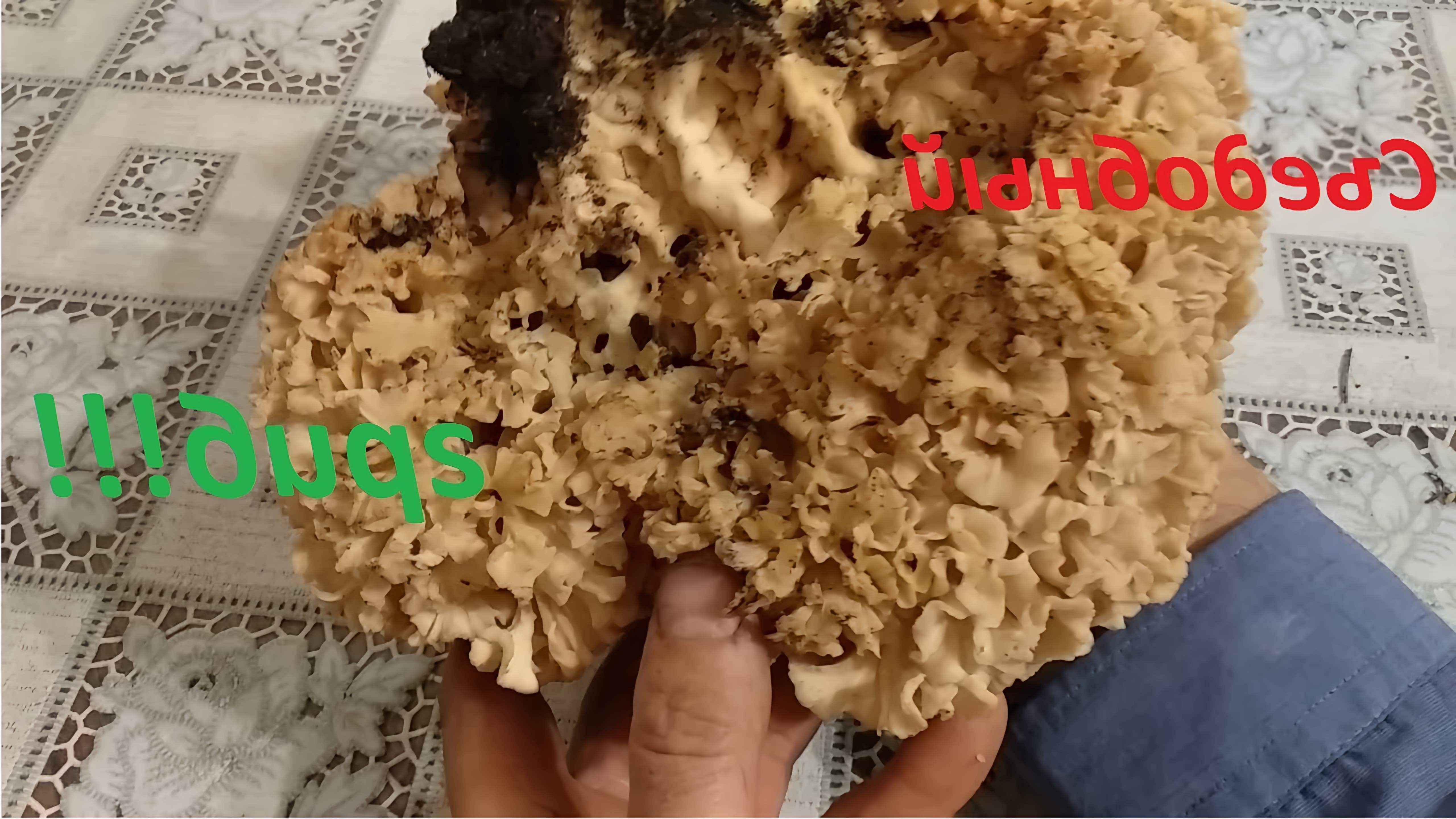 Приготовил, и всё-таки я его съел, этот несколько экзотический, лечебный, редкий гриб --СПАРАССИС КУРЧАВЫЙ. 