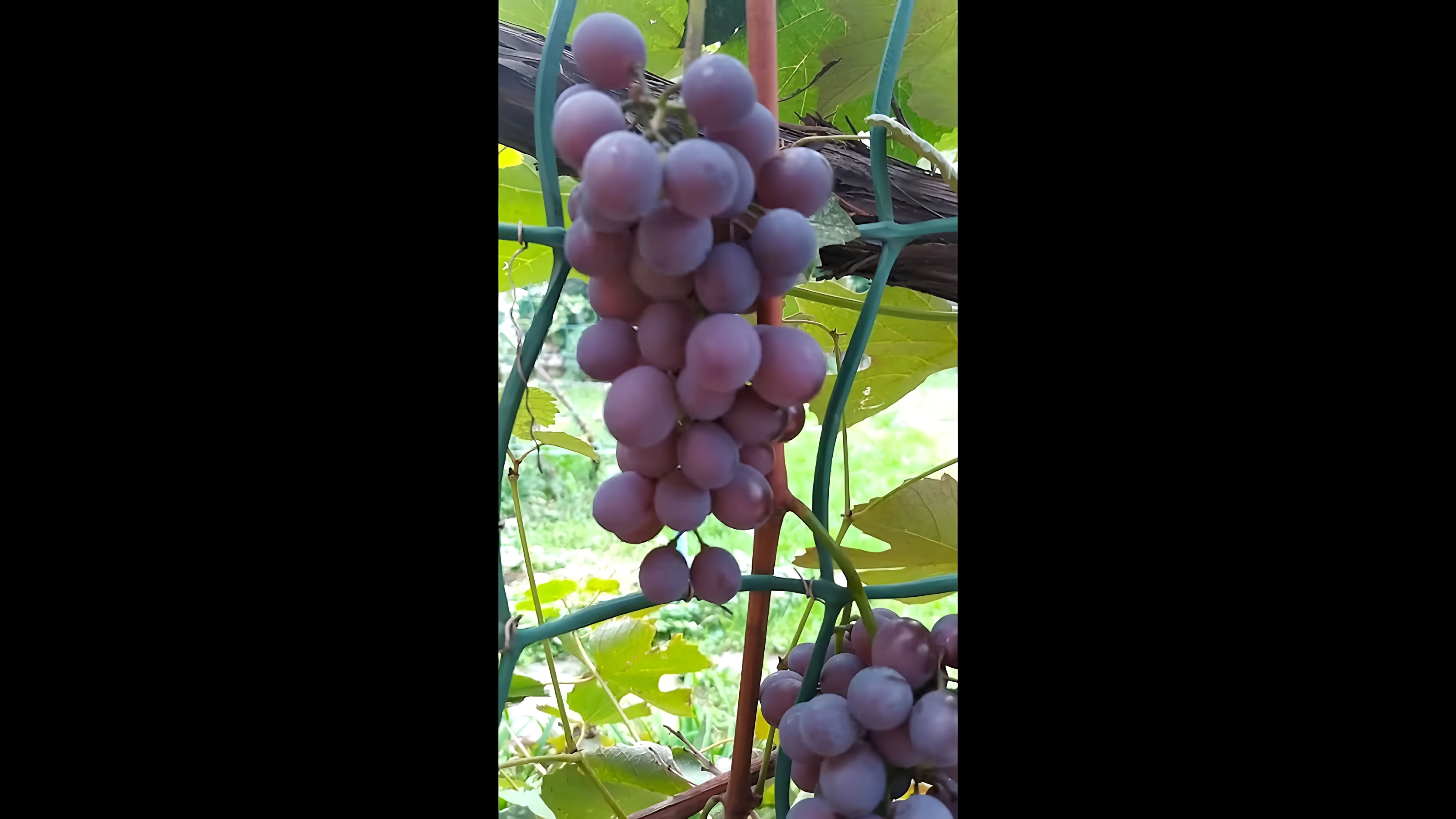 В данном видео демонстрируется процесс приготовления виноградного уксуса с добавлением воды