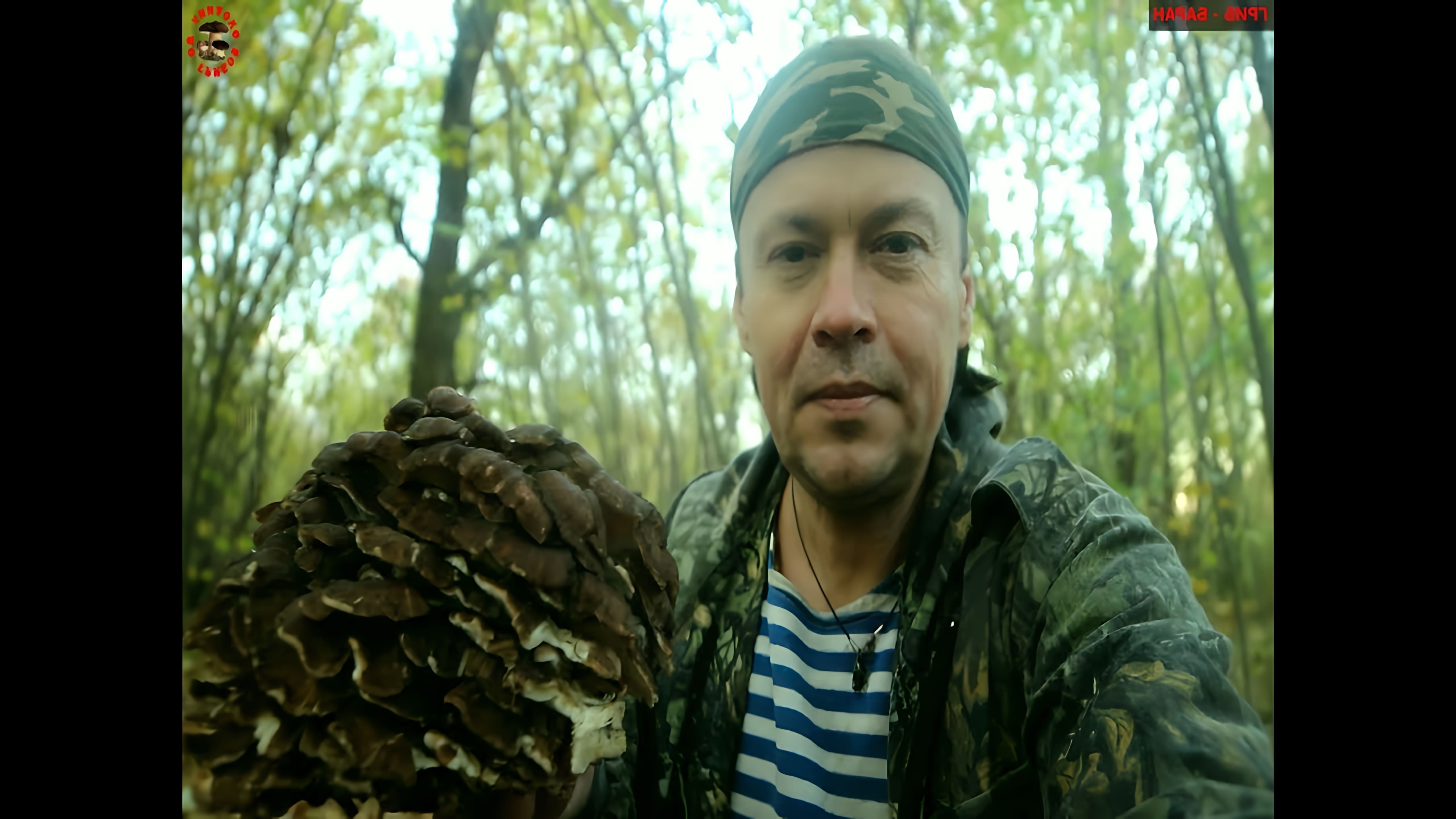 В этом видео рассказывается о грибе, который называется гриб-баран или грифола курчавая (Grifola frondosa)