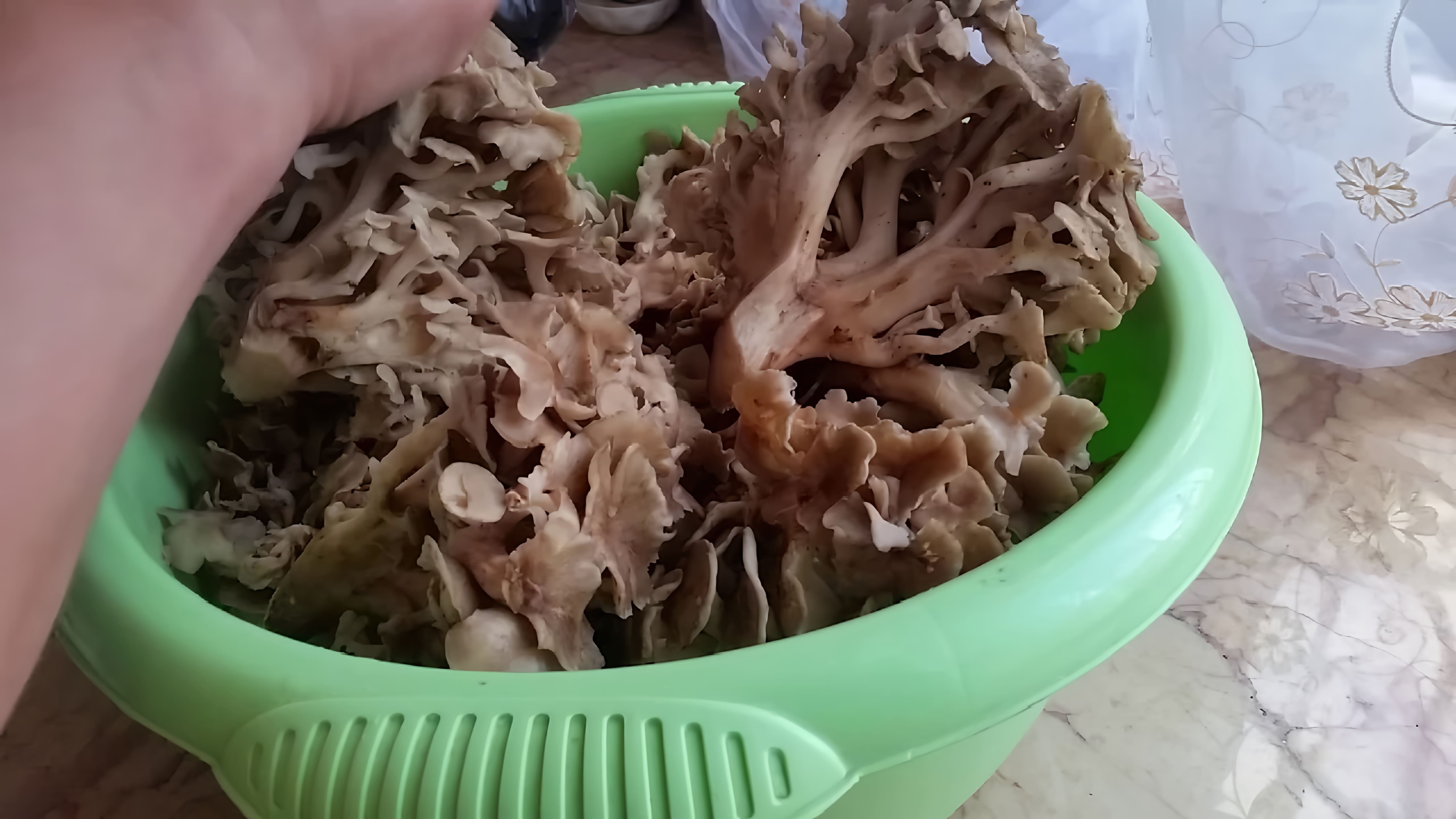 Чудо гриб-баран - это удивительный гриб, который растет в лесах и обладает уникальной формой