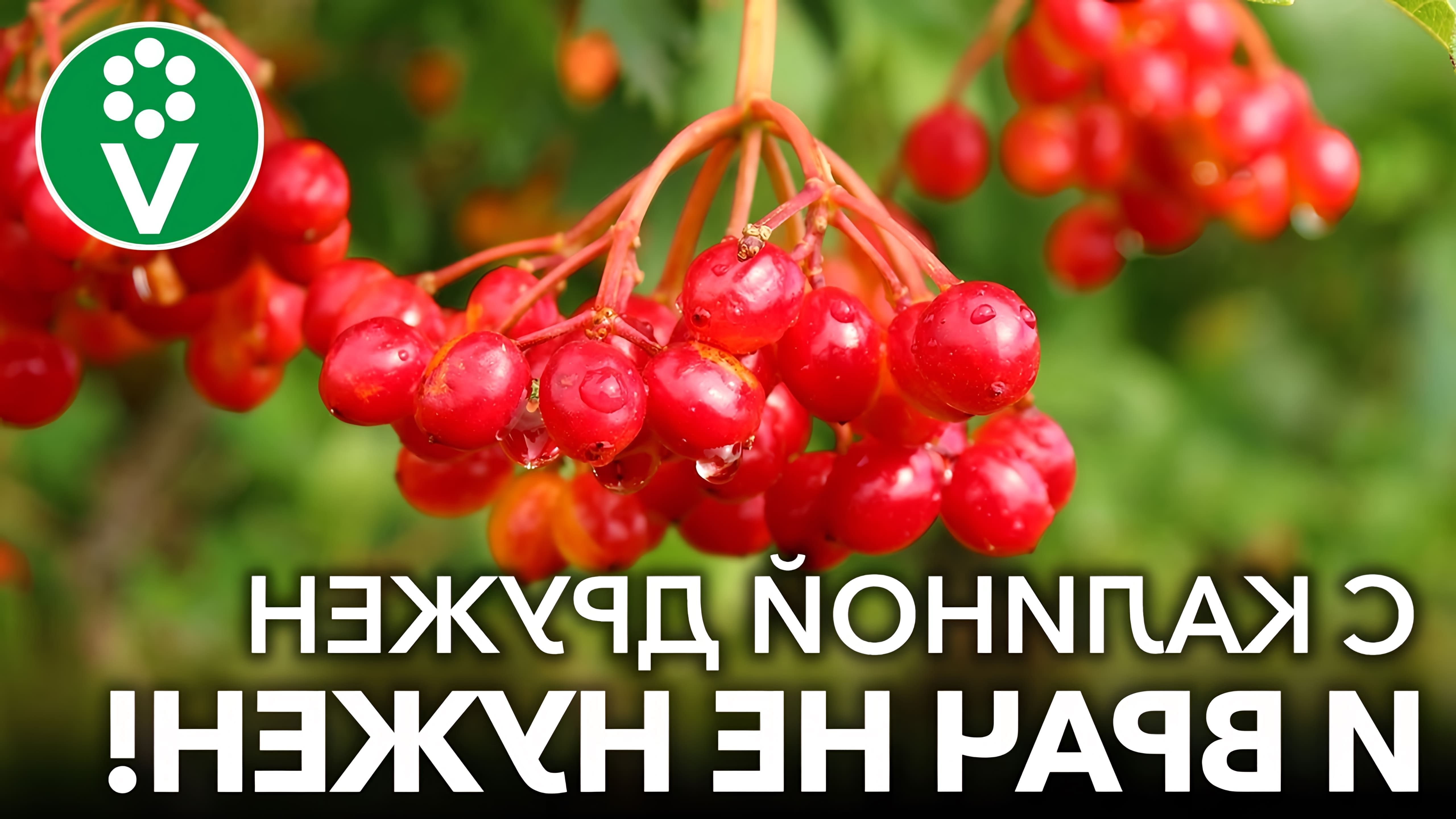 Вы можете поддержать канал, купив растения в нашем интернет-магазине и подписавшись на наш канал в Яндекс. Дзен... 