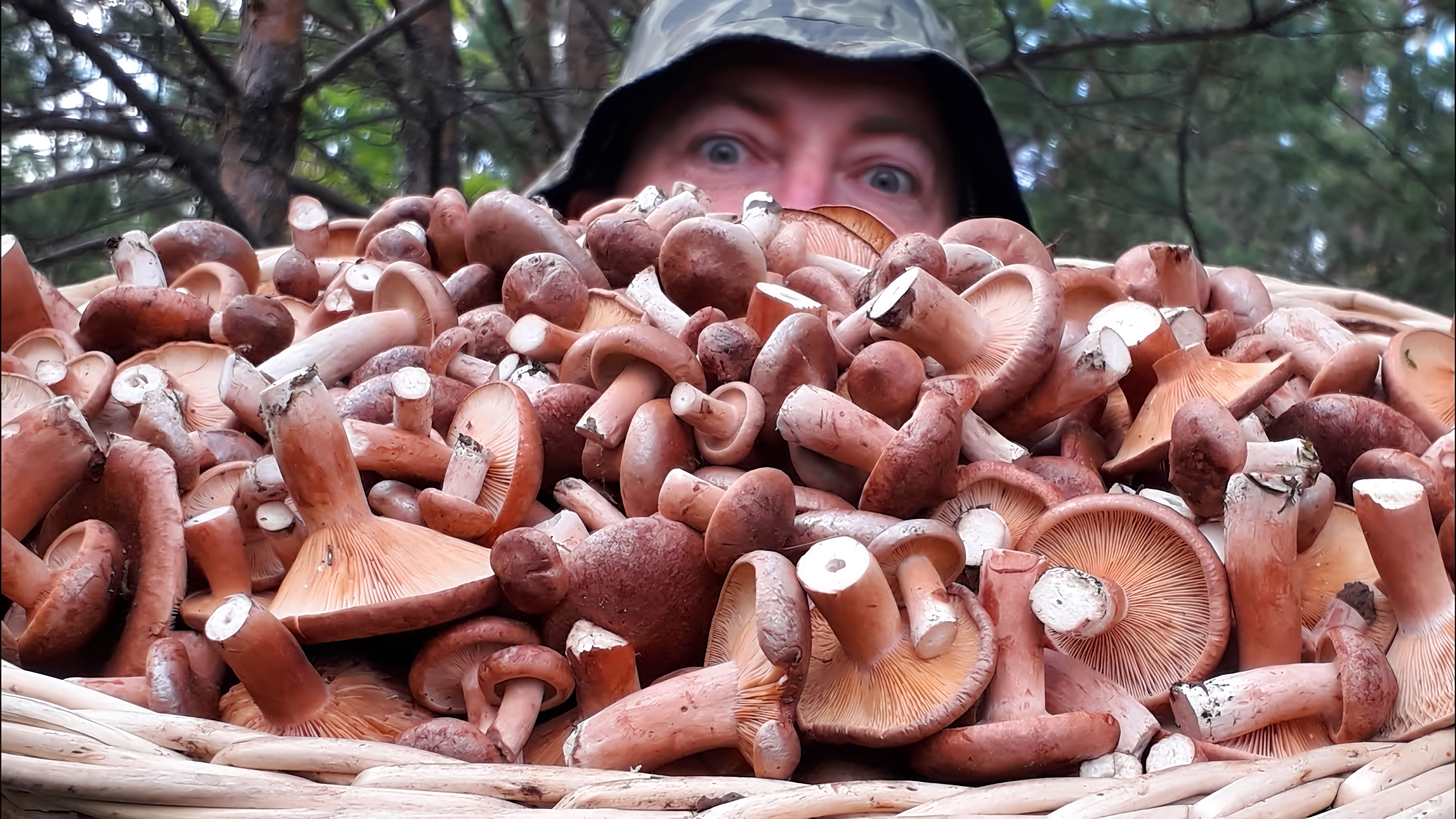 В этом видео автор рассказывает о своем опыте сбора грибов в лесу