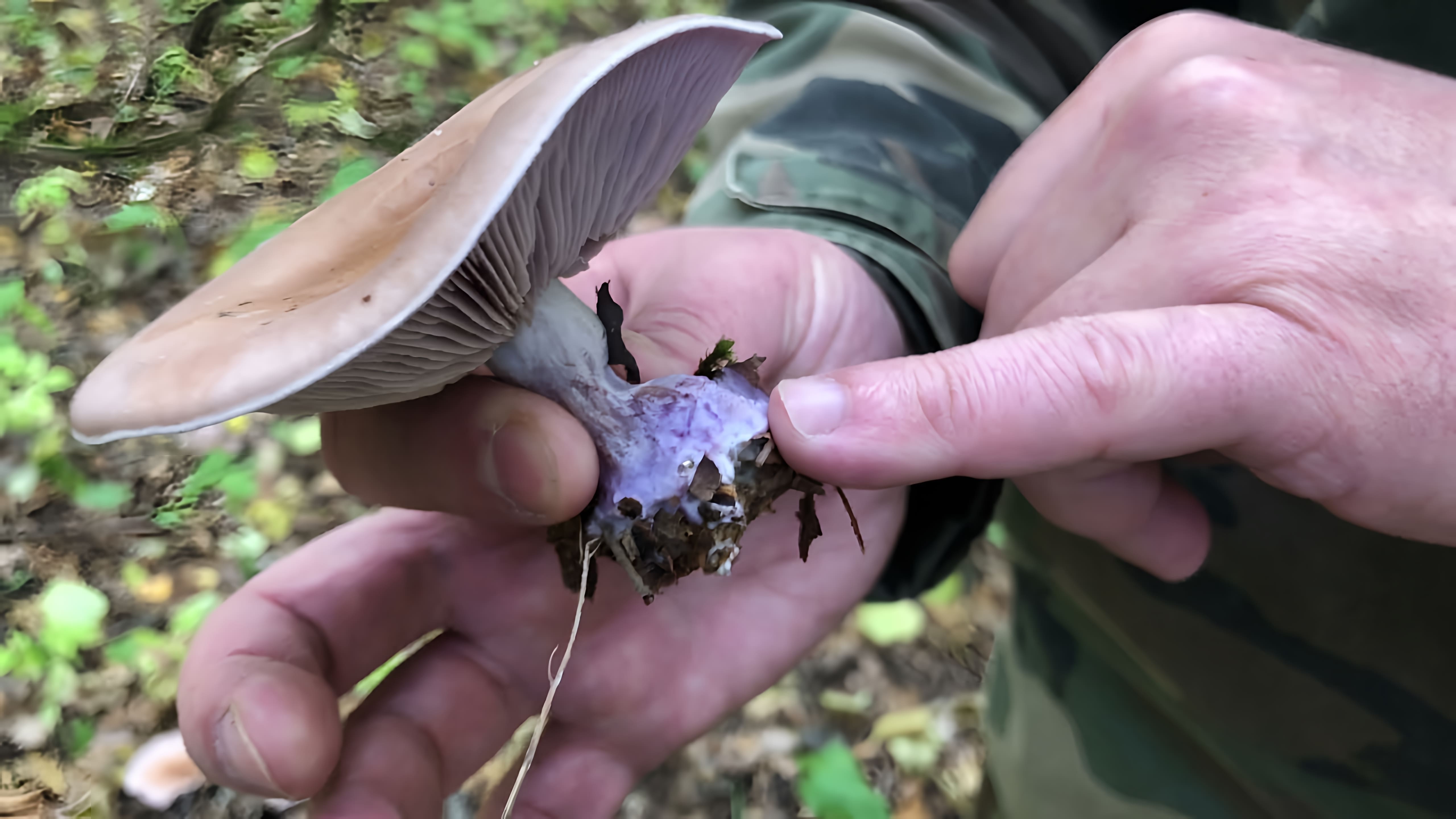 В этом видео рассказывается о двух позднеосенних грибах: фиолетовой рядовке и дымчатой говорушке