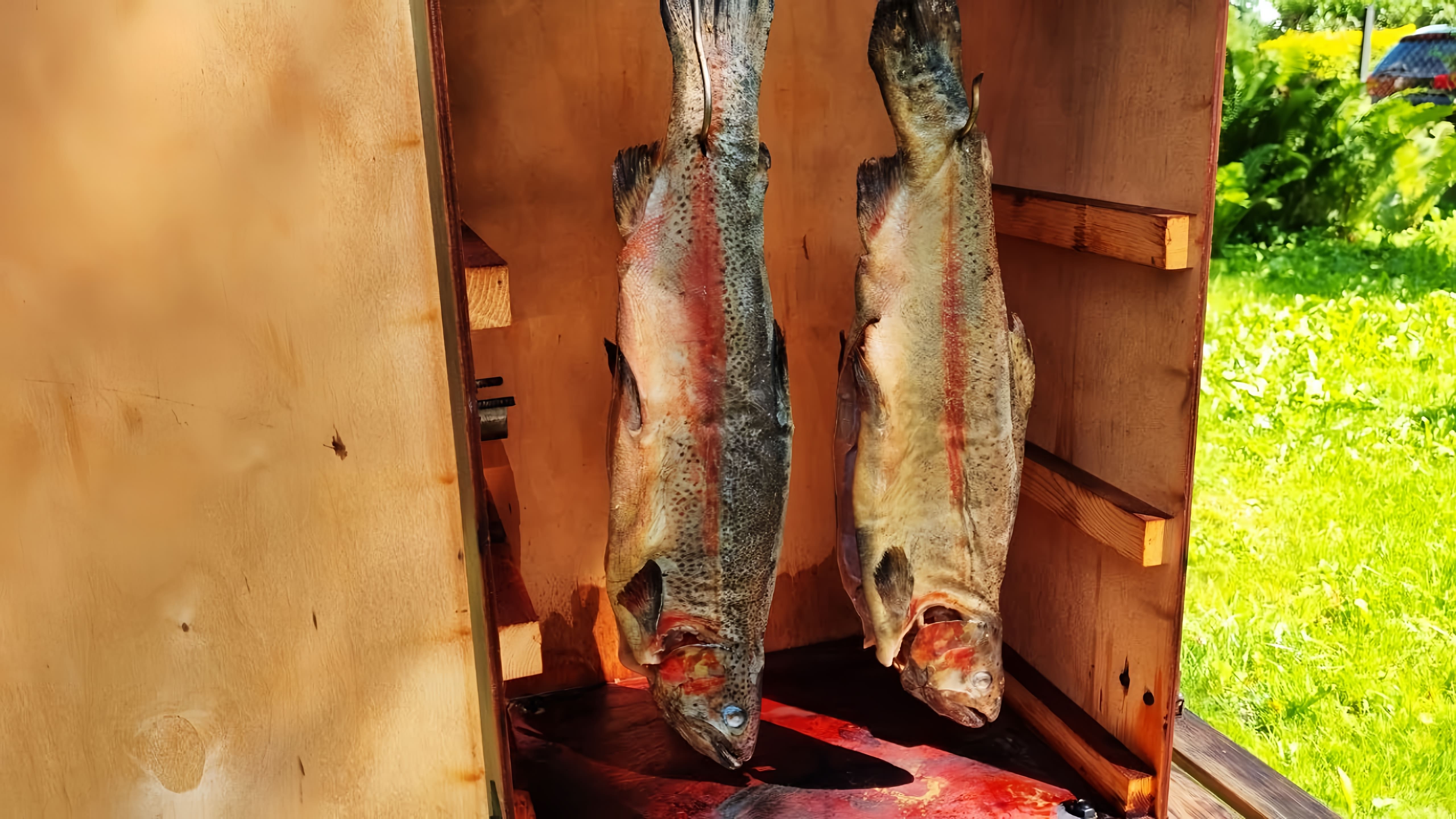 В этом видео демонстрируется процесс приготовления красной рыбы холодного копчения