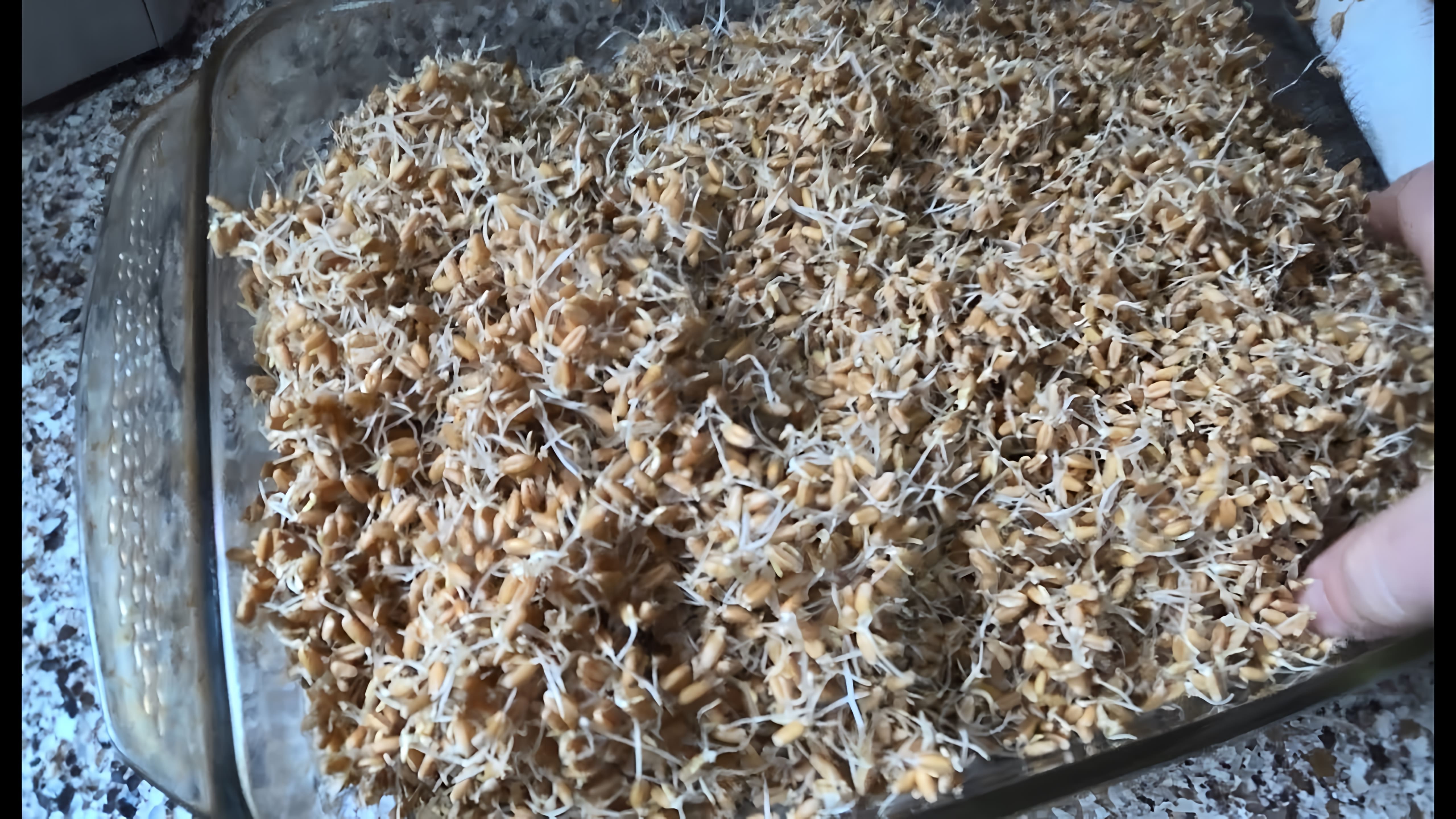 В этом видео демонстрируется процесс приготовления пшеничной браги на диких дрожжах