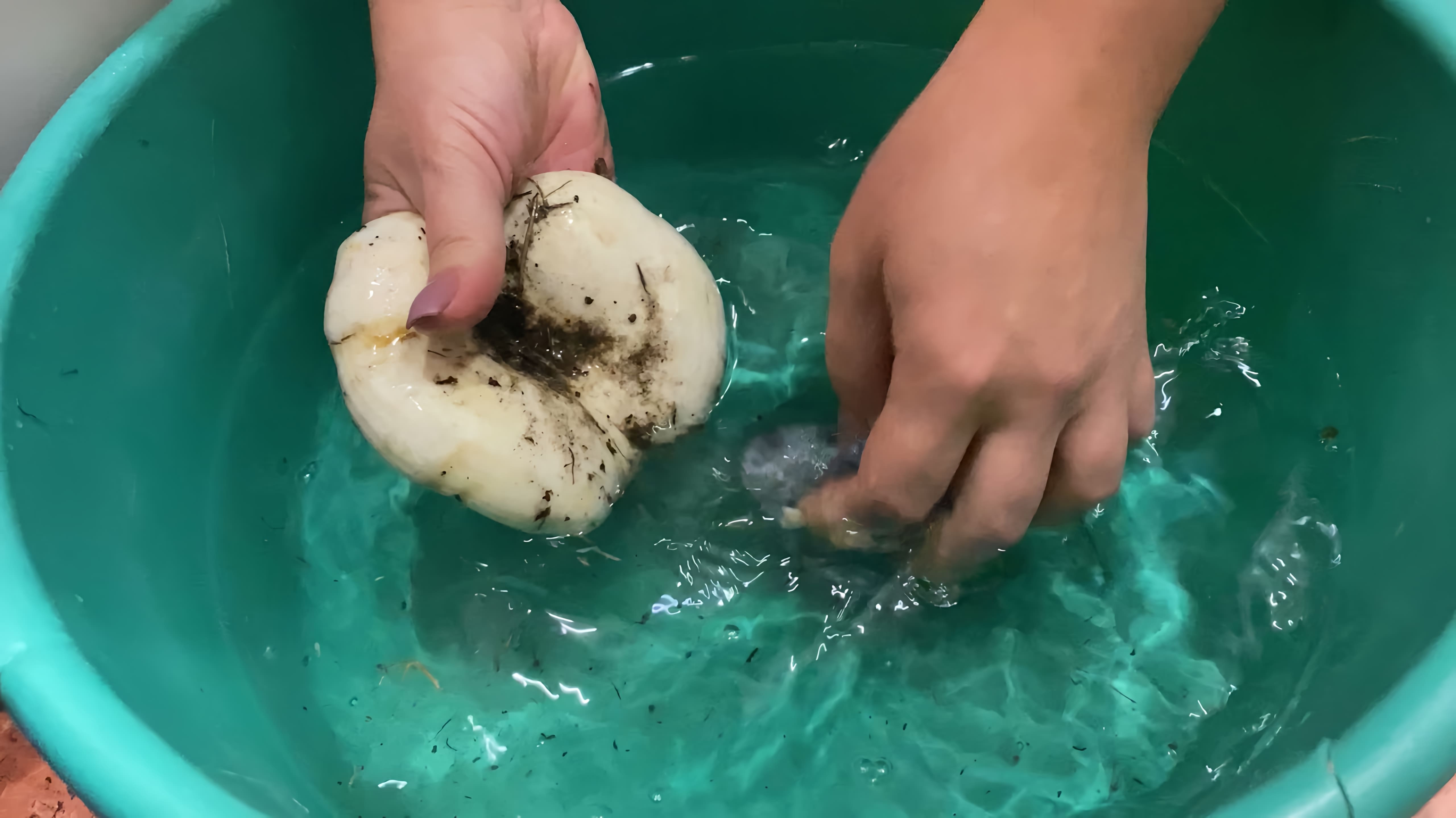 В этом видео демонстрируется быстрый и легкий способ чистки грибов груздей