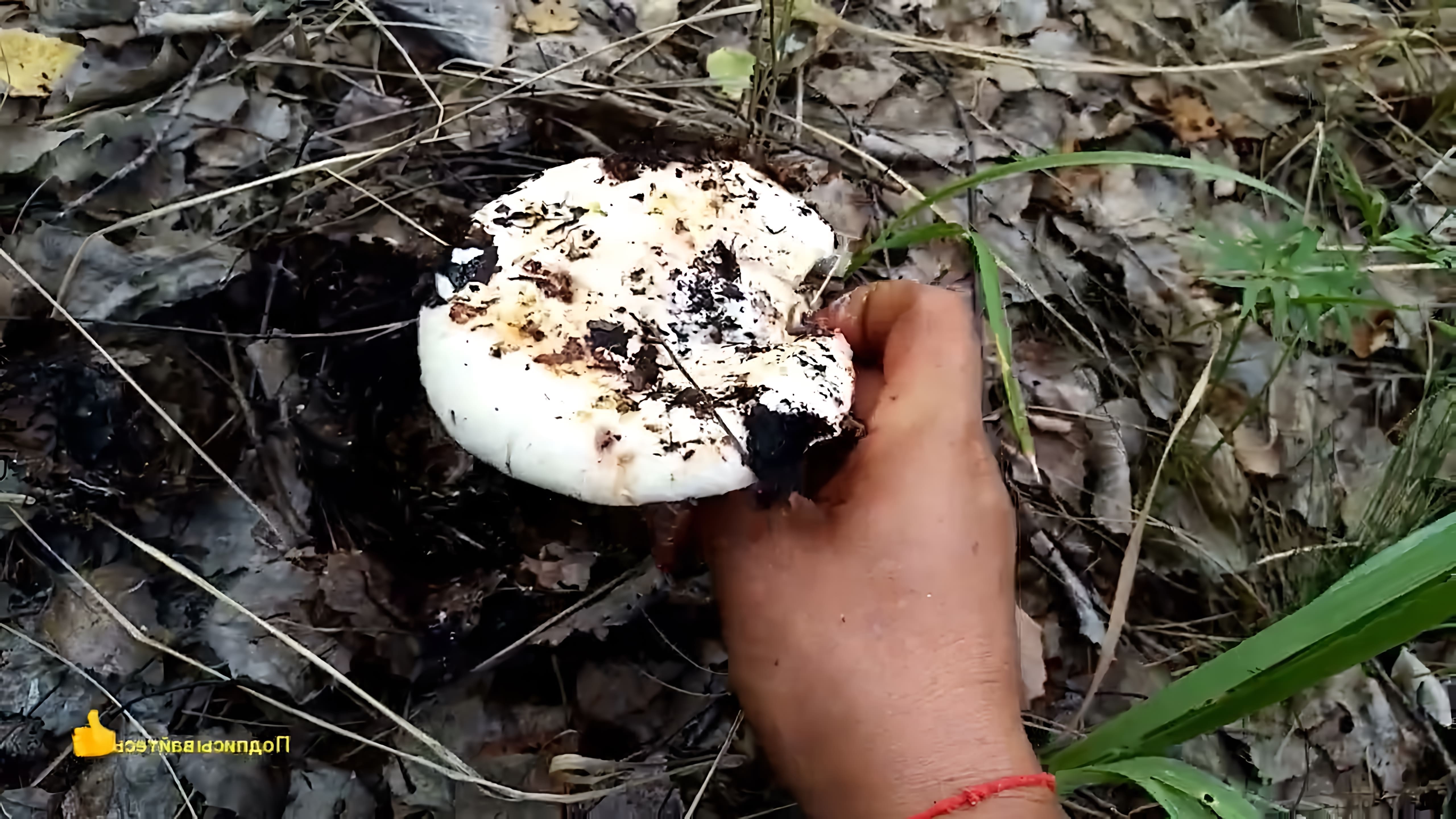 В этом видео рассказывается о том, как группа людей отправилась на сбор грибов