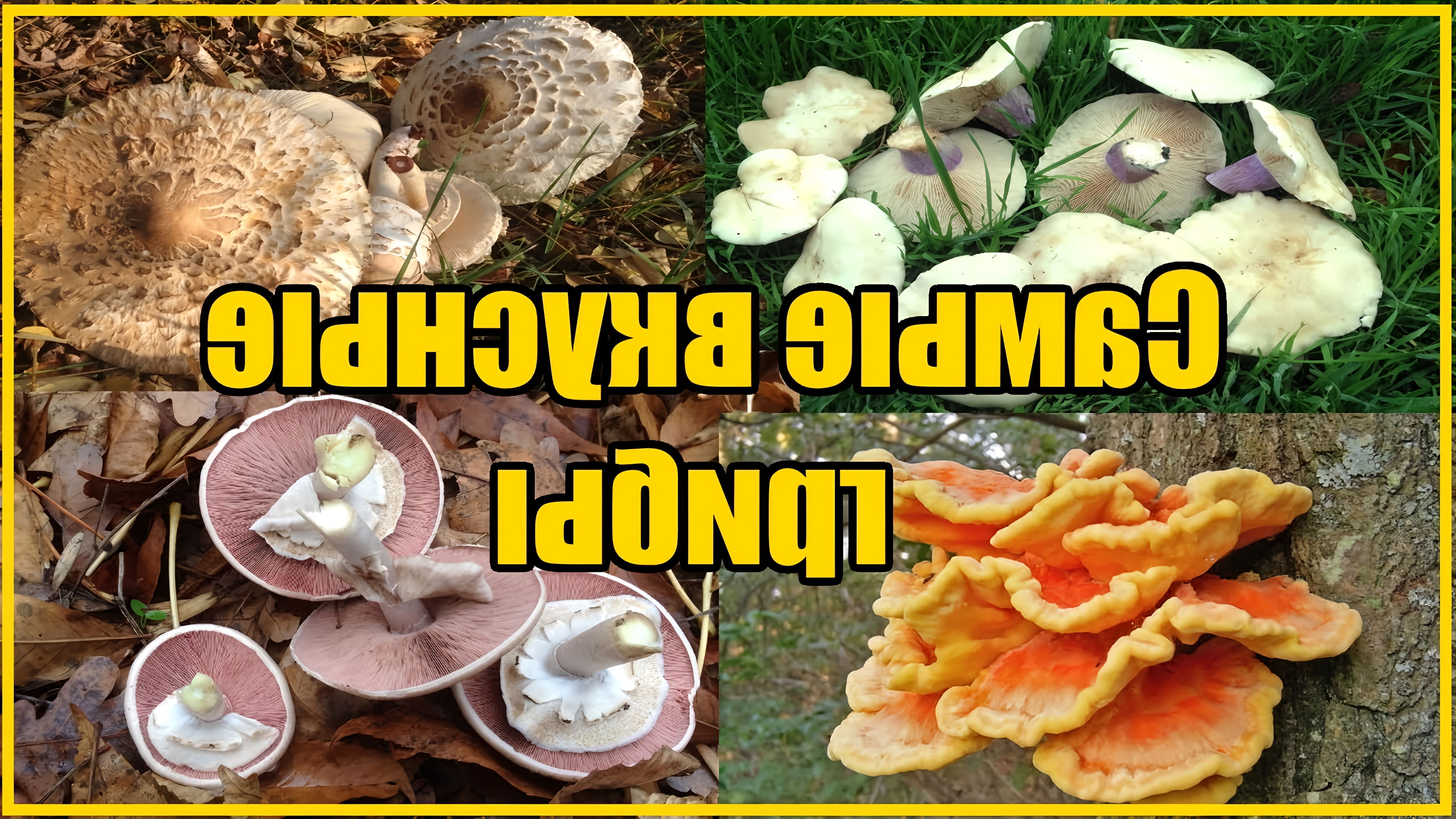 В этом видео рассказывается о видах грибов, которые можно встретить осенью в лесу