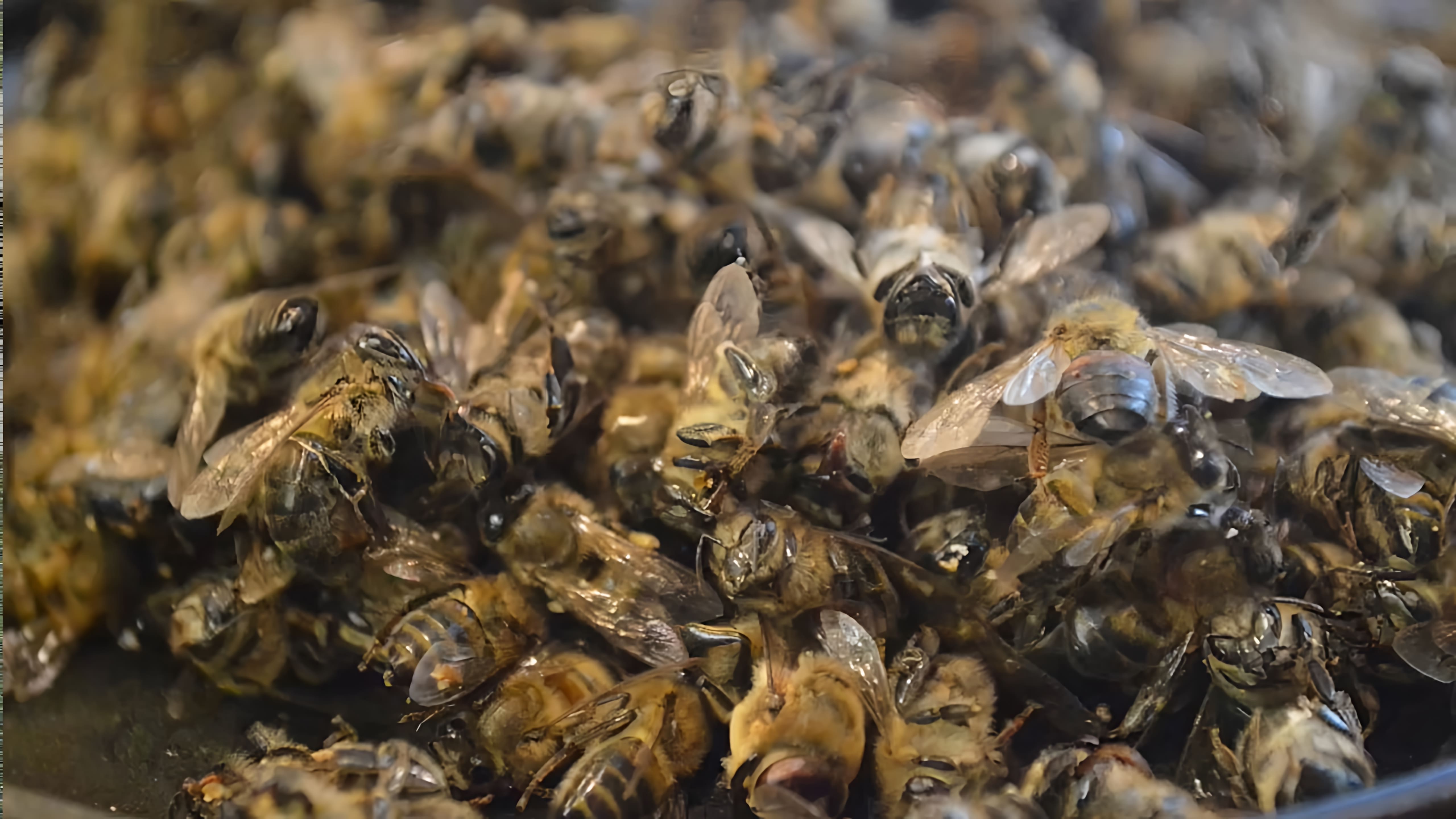 Пчелиный подмор - это тельца мертвых пчел, которые остаются после зимовки