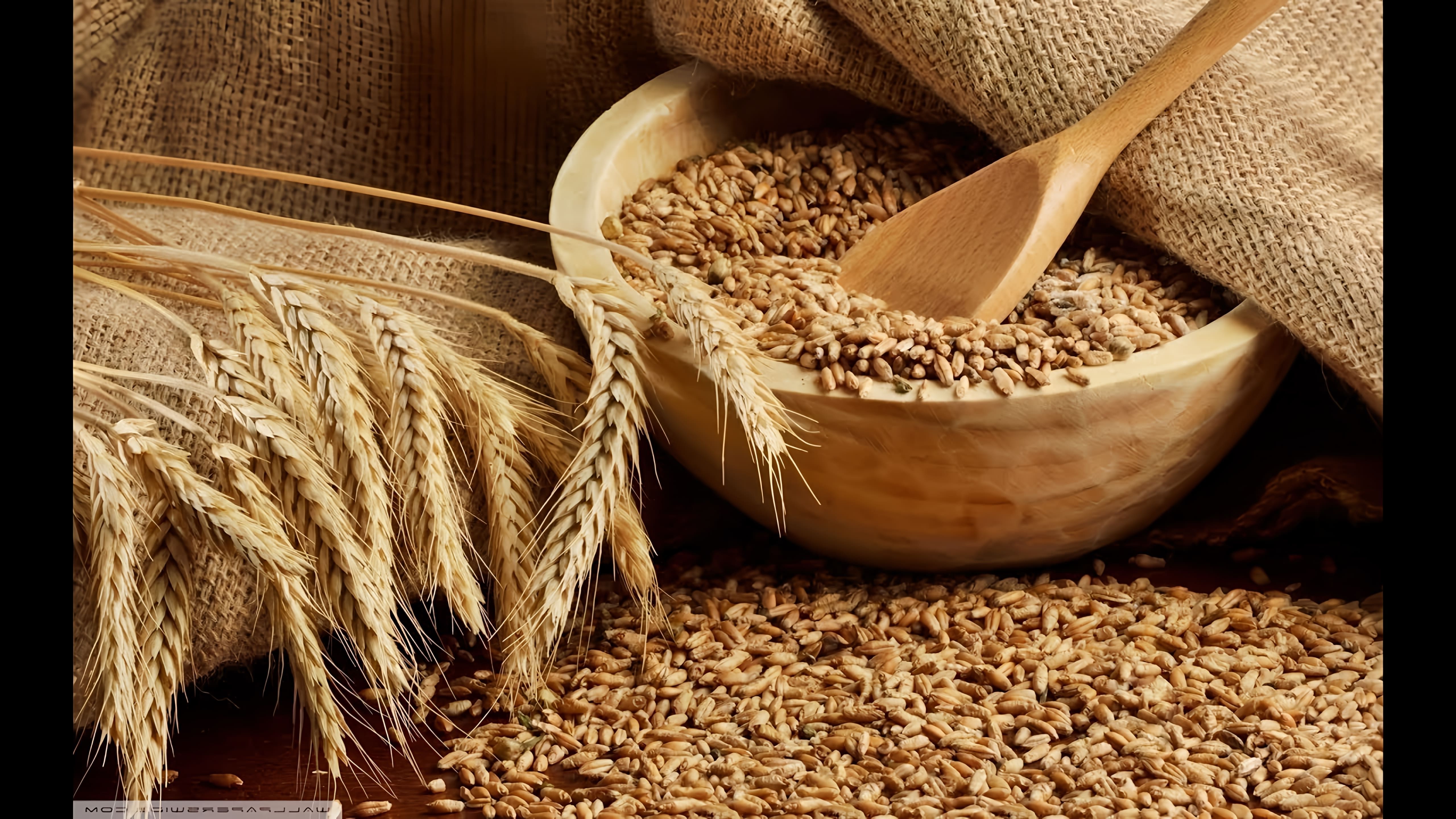 В данном видео демонстрируется процесс приготовления браги из пшеницы
