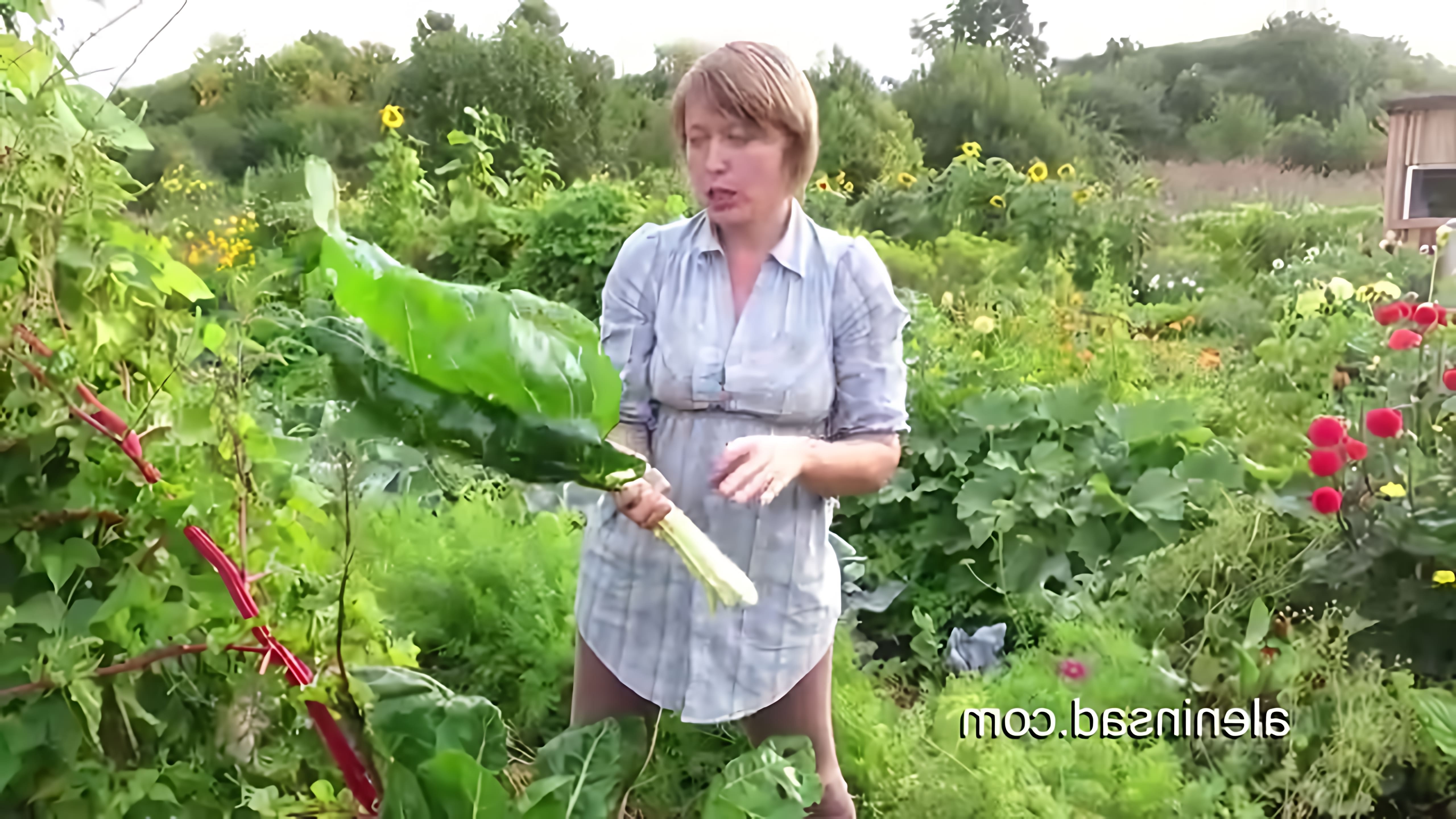 В этом видео Алёна Ндс показывает, как правильно собирать листья мангольда