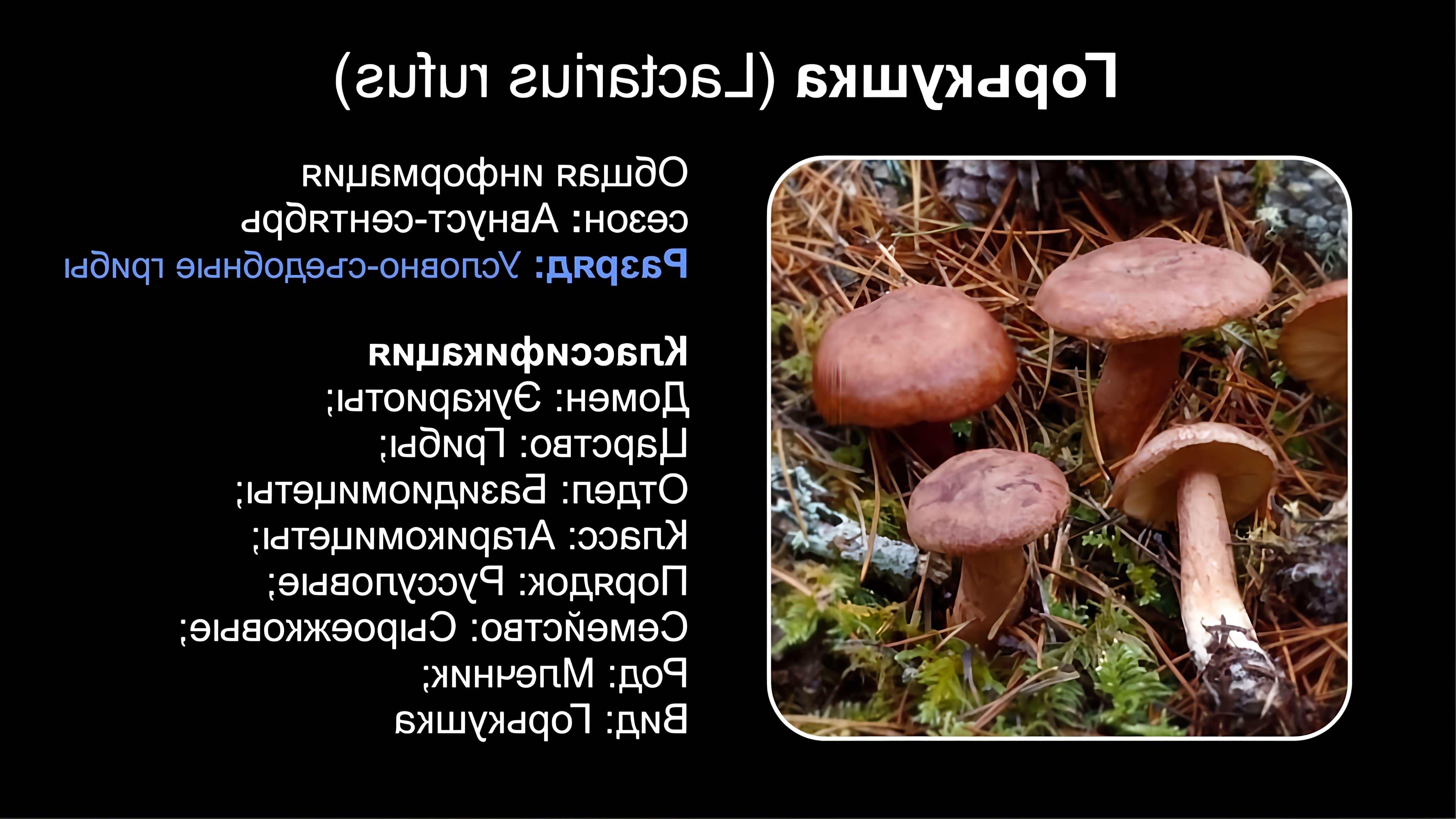 В данном видео рассказывается о грибе, известном как Горькушка (Lactarius rufus)