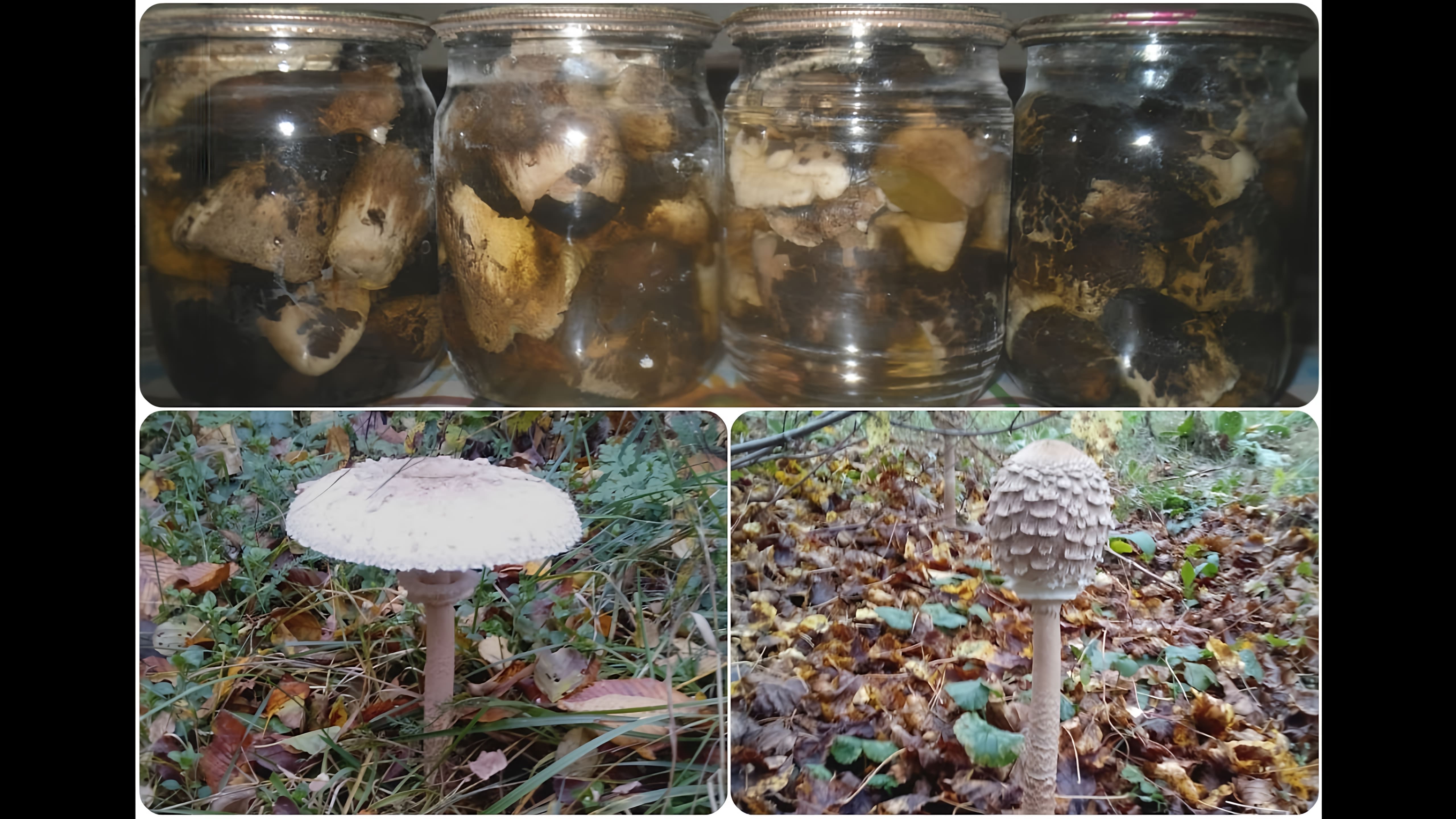 В этом видео рассказывается о стадиях взросления грибов "Зонтики" и о том, как их можно приготовить