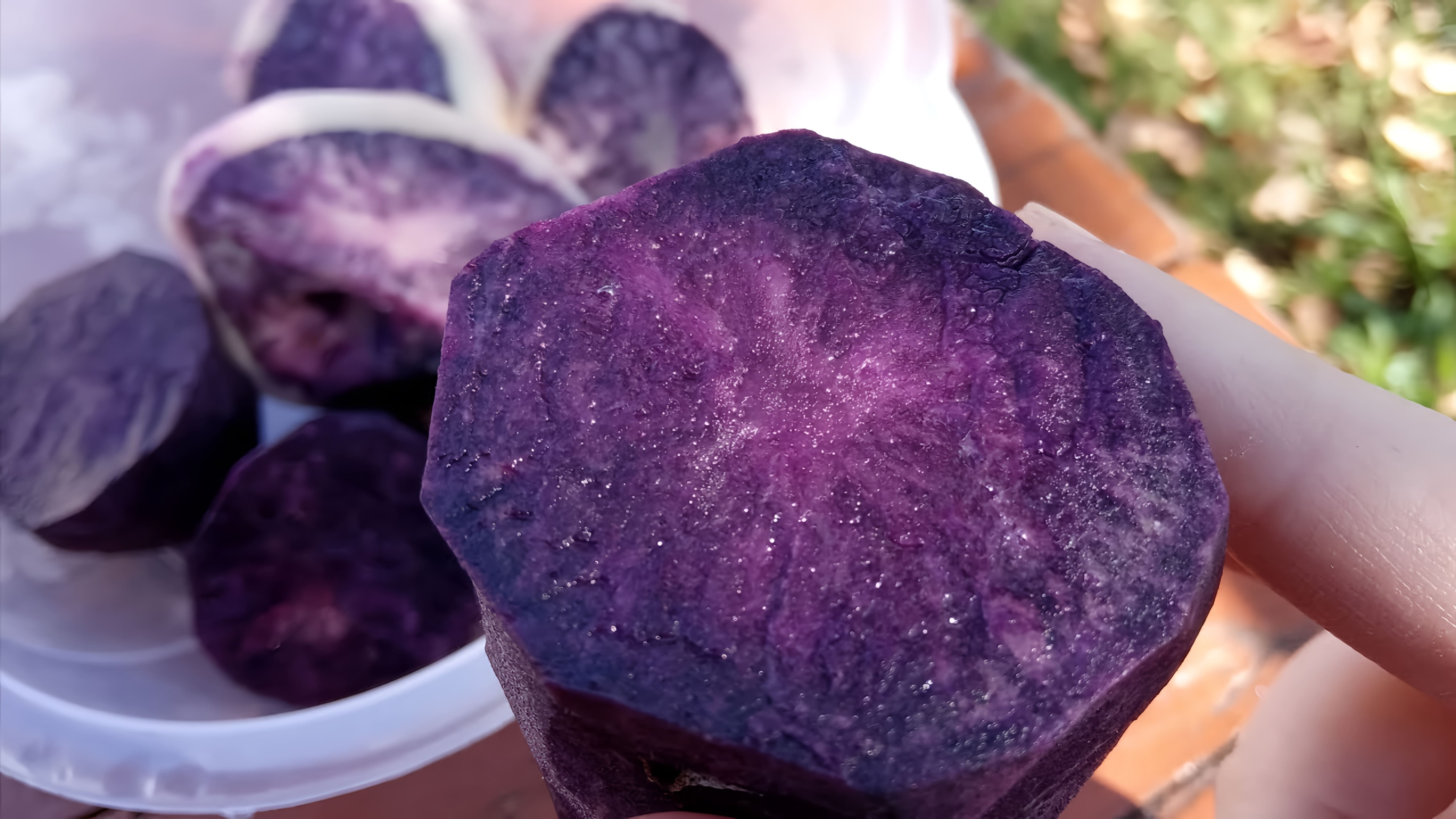 В этом видео девушка показывает и пробует на вкус фиолетовую картошку, которая отличается от обычной