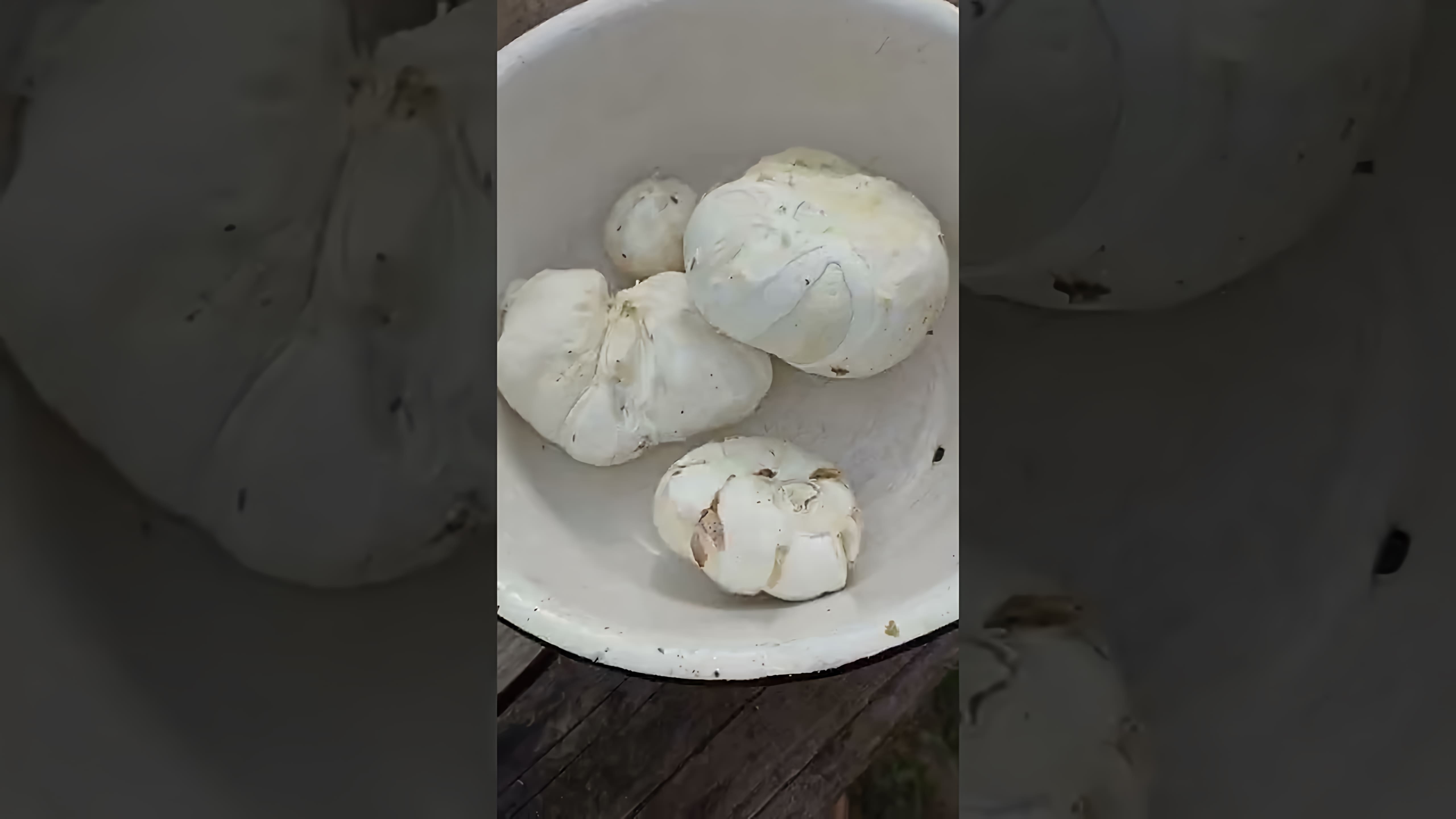 В этом видео-ролике мы увидим, как правильно жарить грибы дождевики