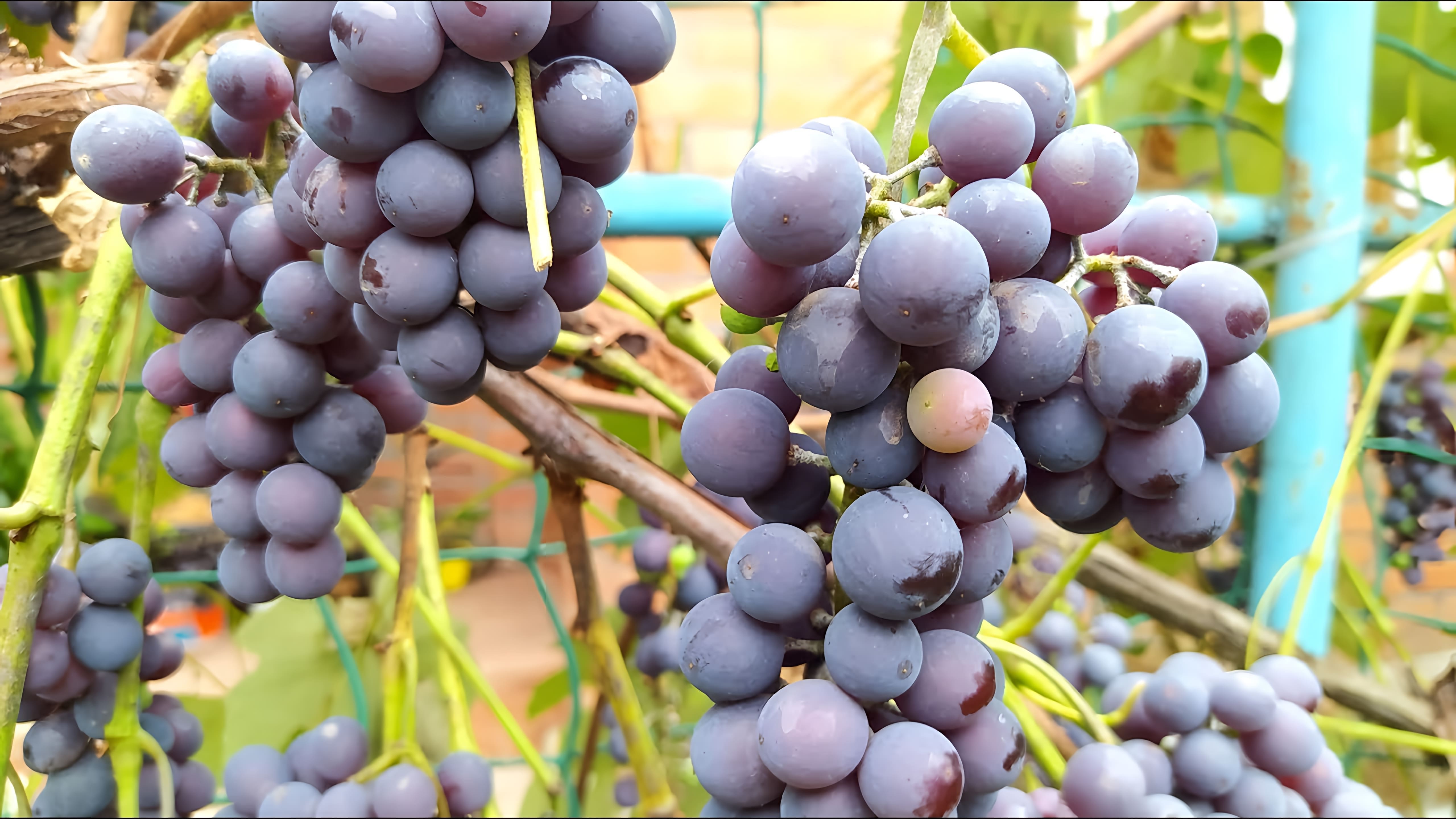 В этом видео демонстрируется процесс создания стартера для виноградного уксуса