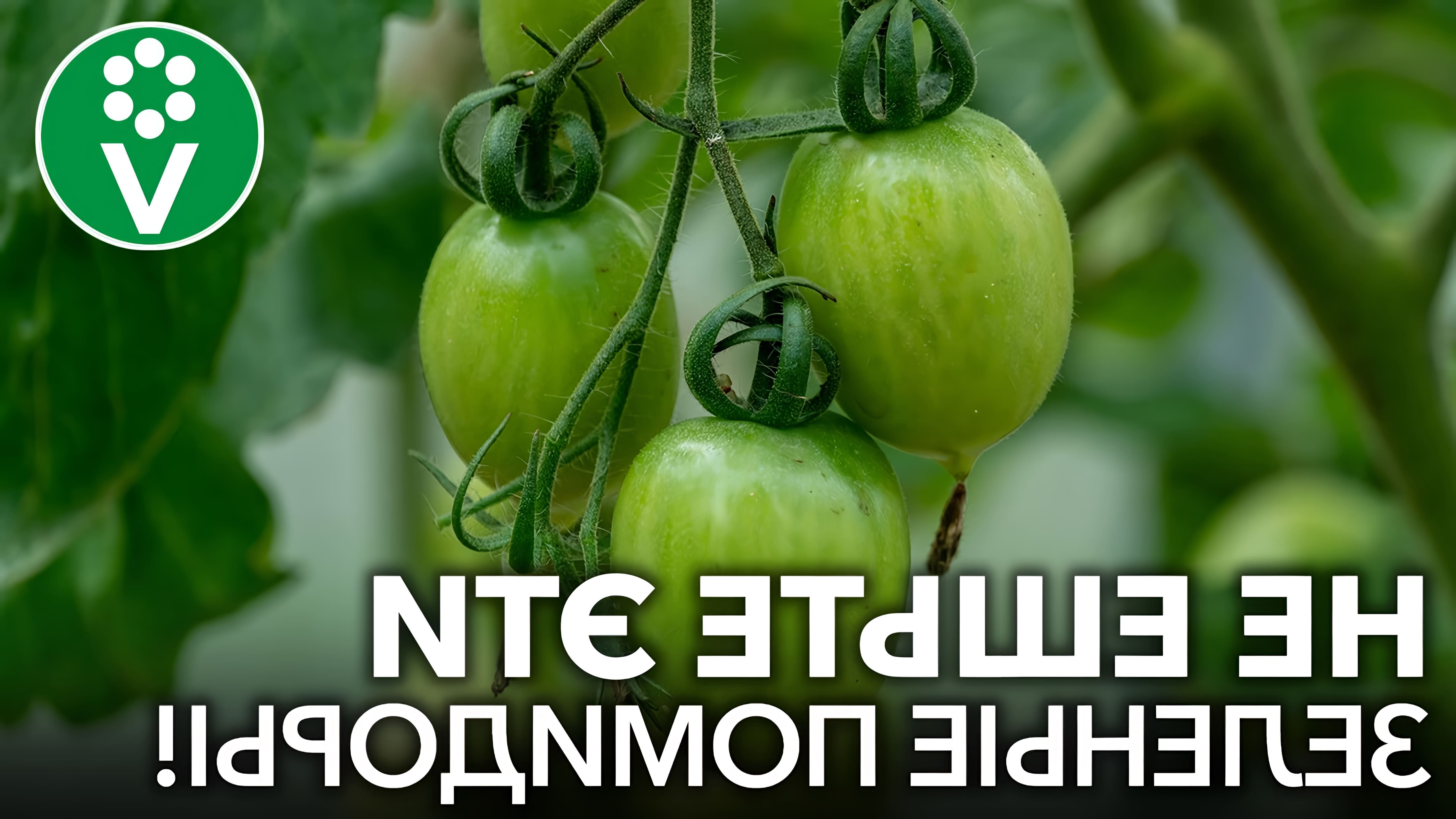 В данном видео садовод и огородник Иван Русских дает советы по выращиванию томатов