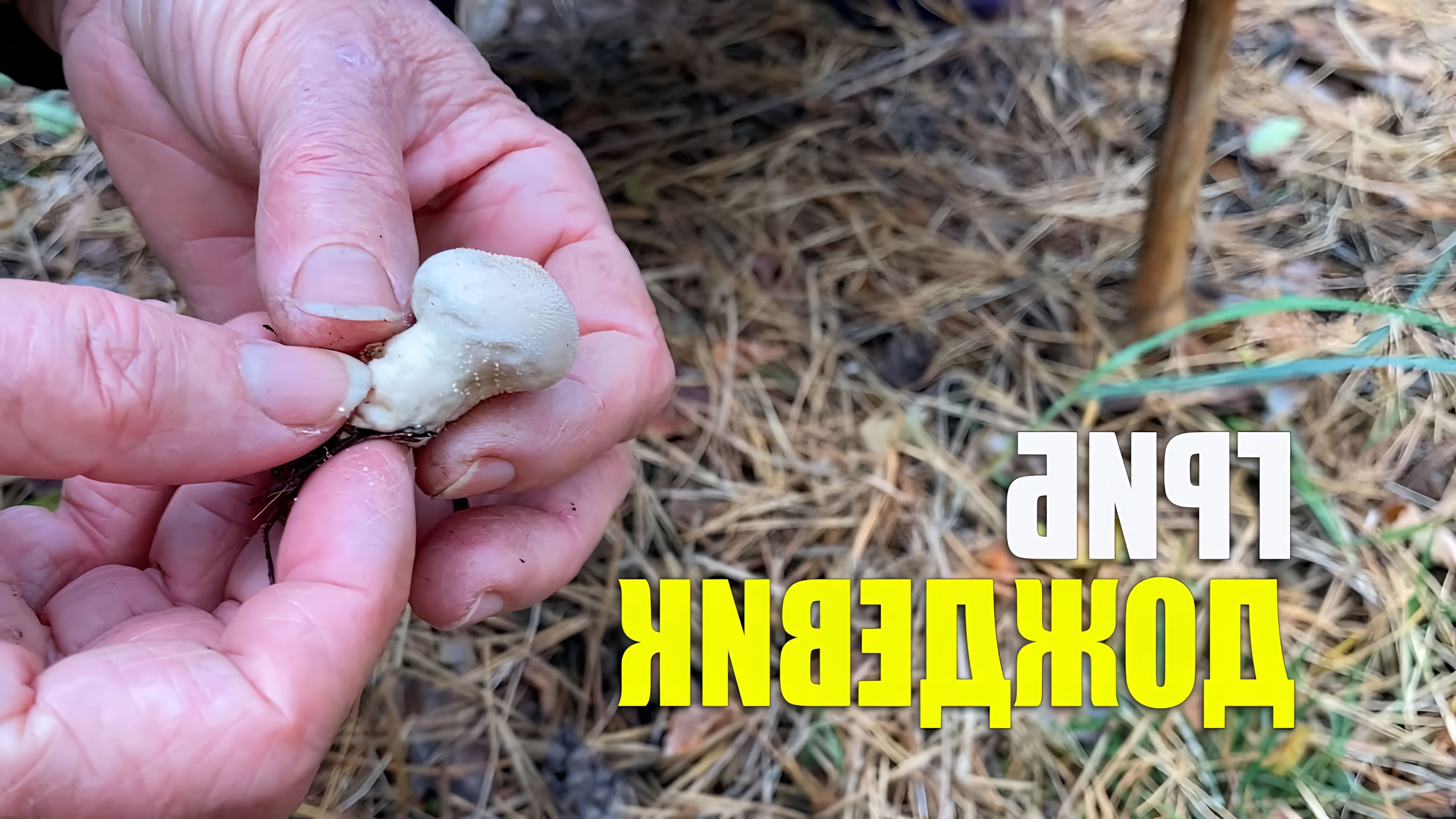 В данном видео-ролике будет представлен обзор на гриб Дождевик Съедобный, который является одним из наиболее распространенных и известных видов грибов