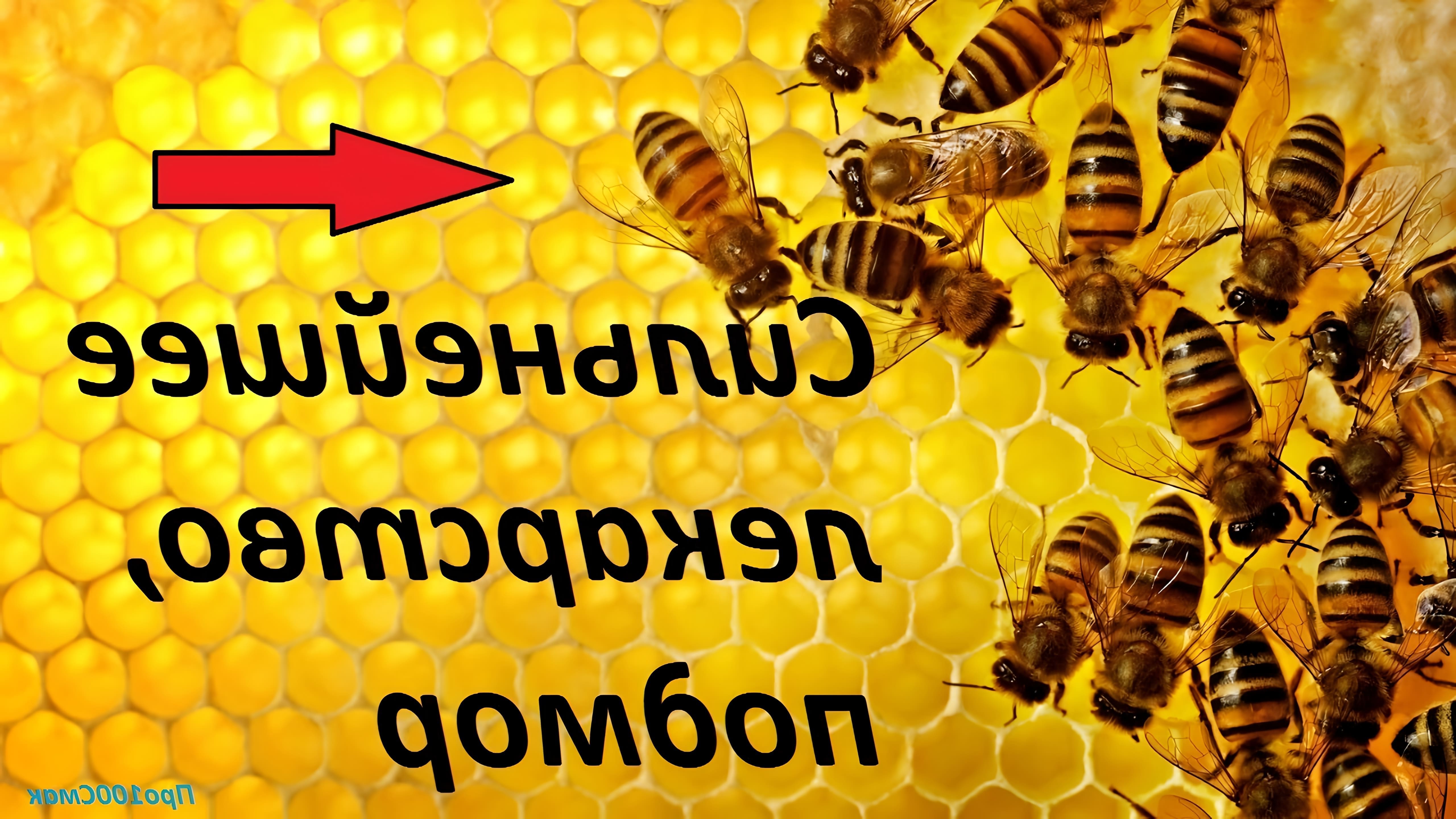 В данном видео рассказывается о рецепте приготовления настойки из пчелиного подмора, который является мощным лекарственным средством
