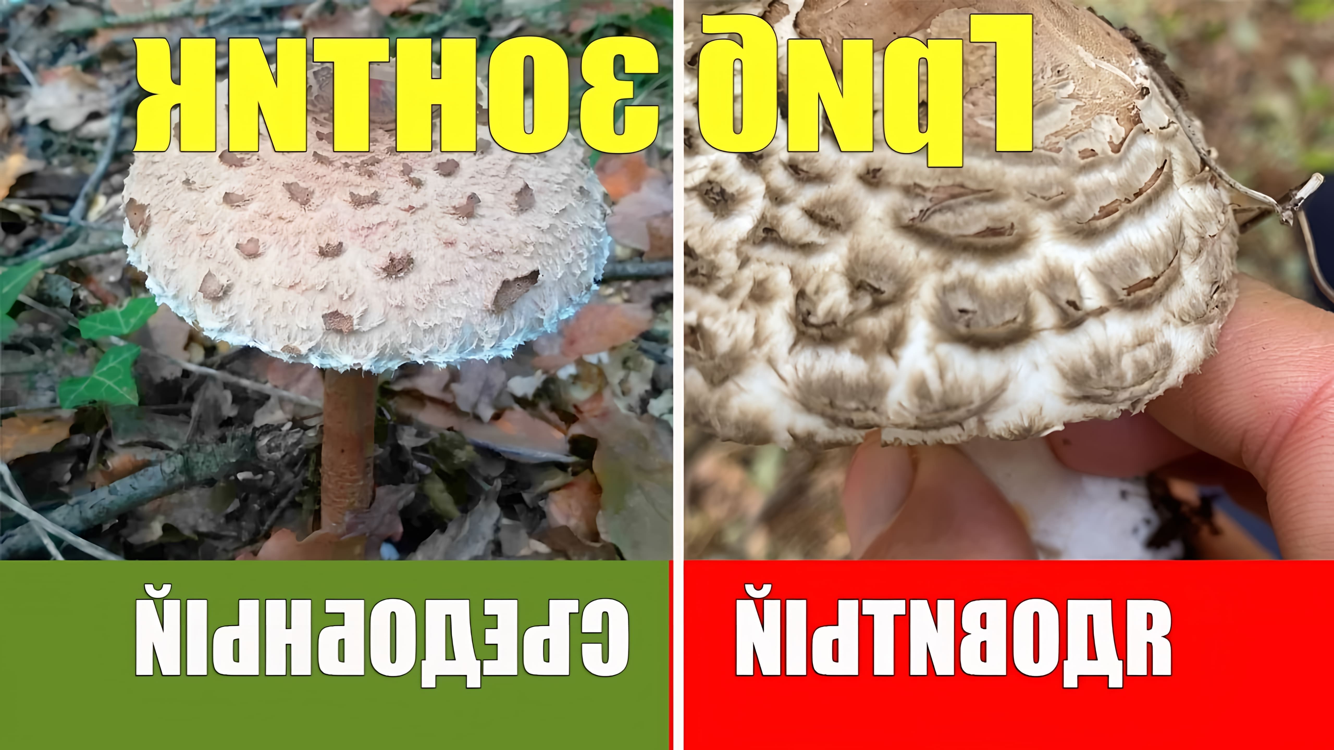 Съедобный гриб, называемый зонтиковым грибом, имеет форму зонта с тонким стеблем по сравнению с размером шляпки