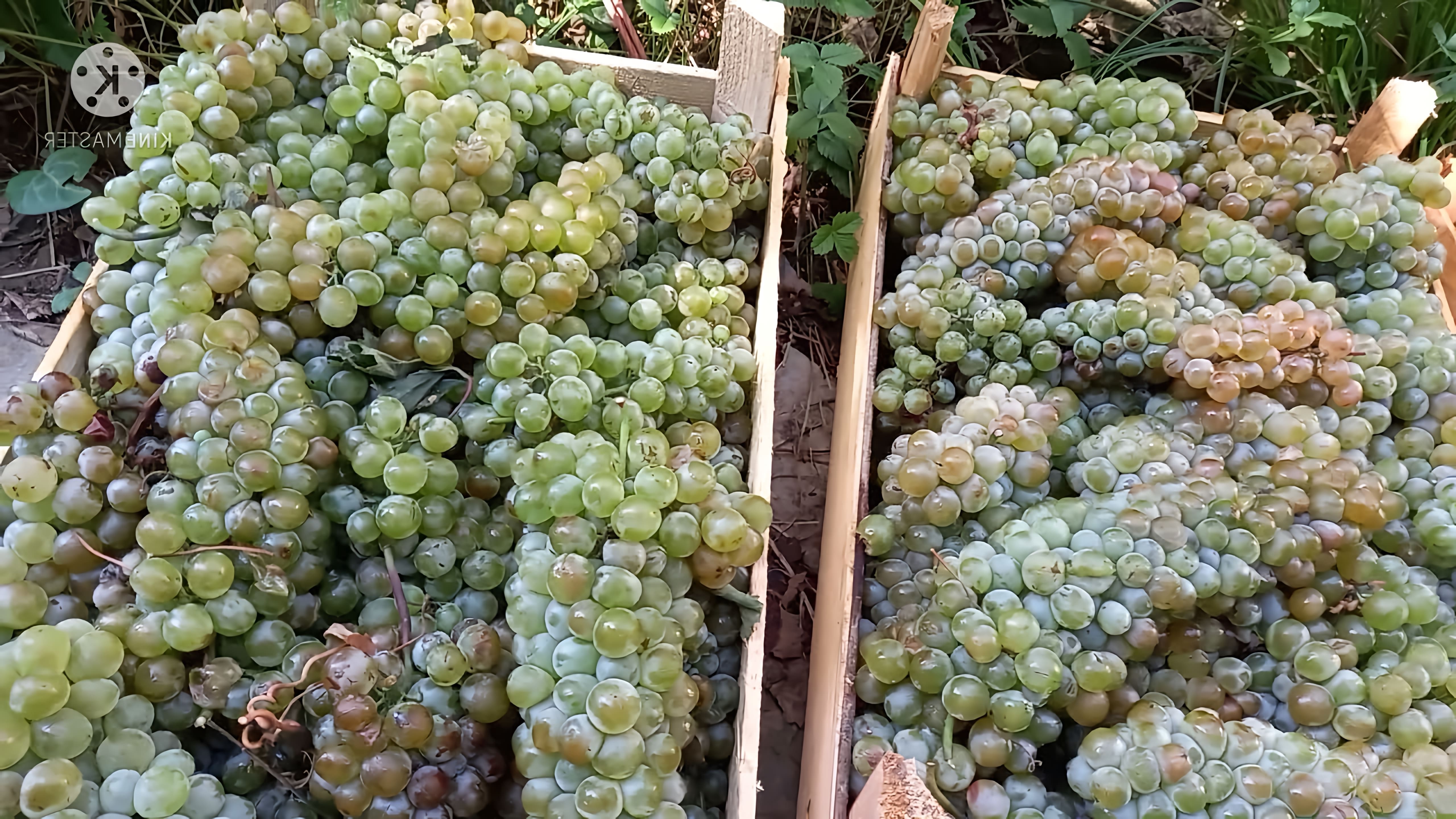 В данном видео демонстрируется процесс изготовления белого вина из винограда сорта Ркацители