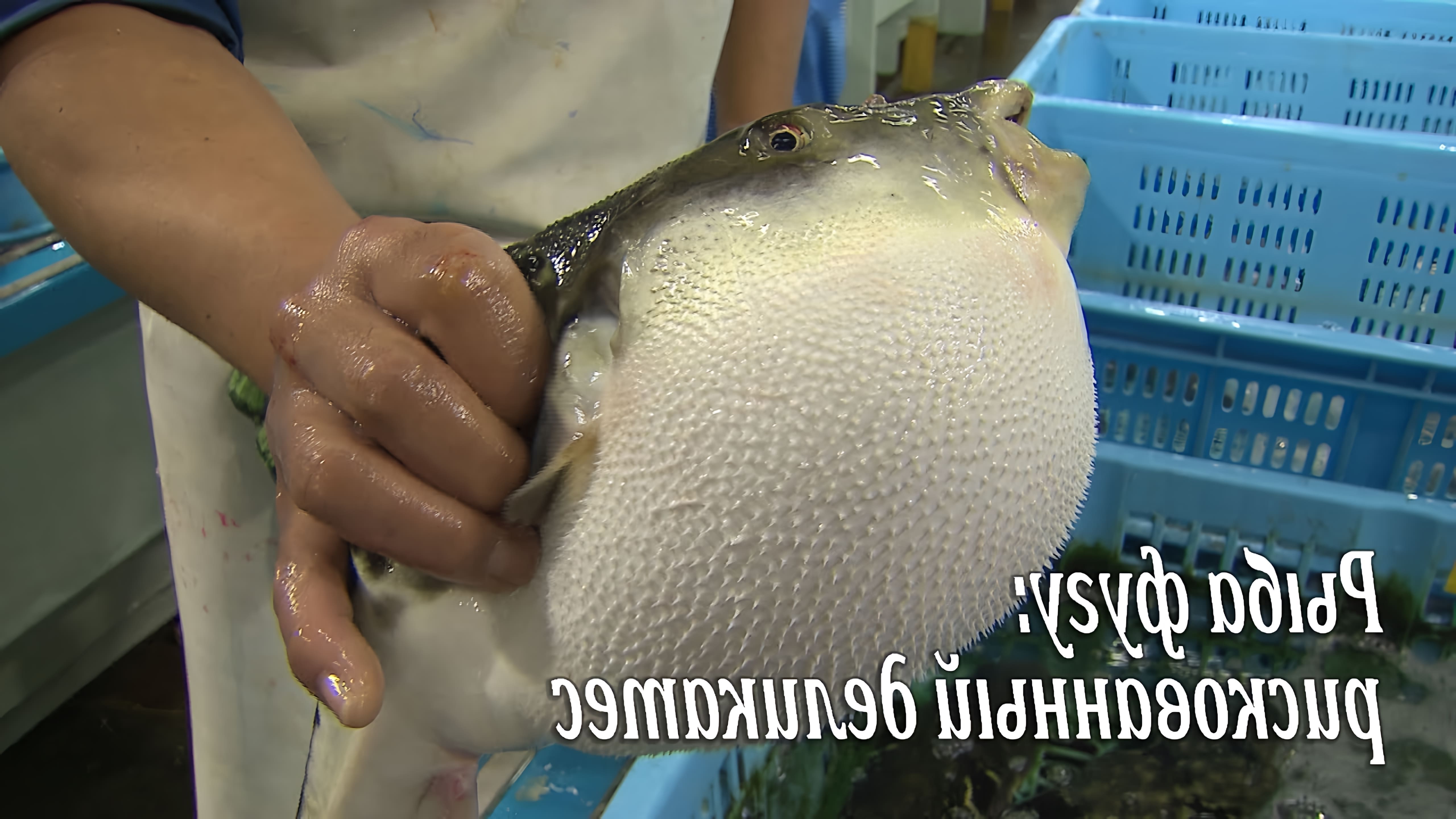 В этом видео-ролике рассказывается о японском деликатесе - рыбе фугу