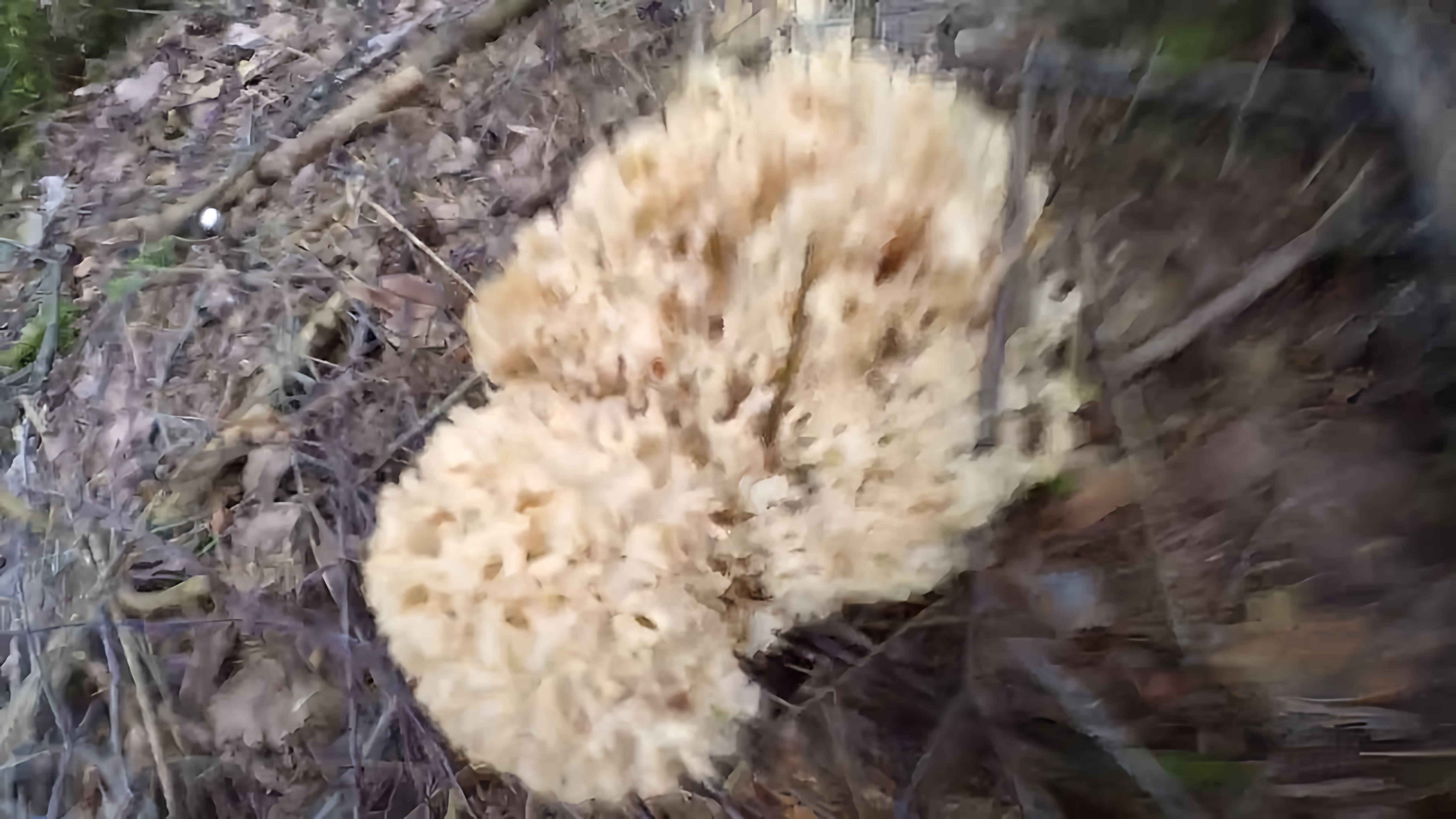 Видео: Спара́ссис курча́вый, или гриб баран