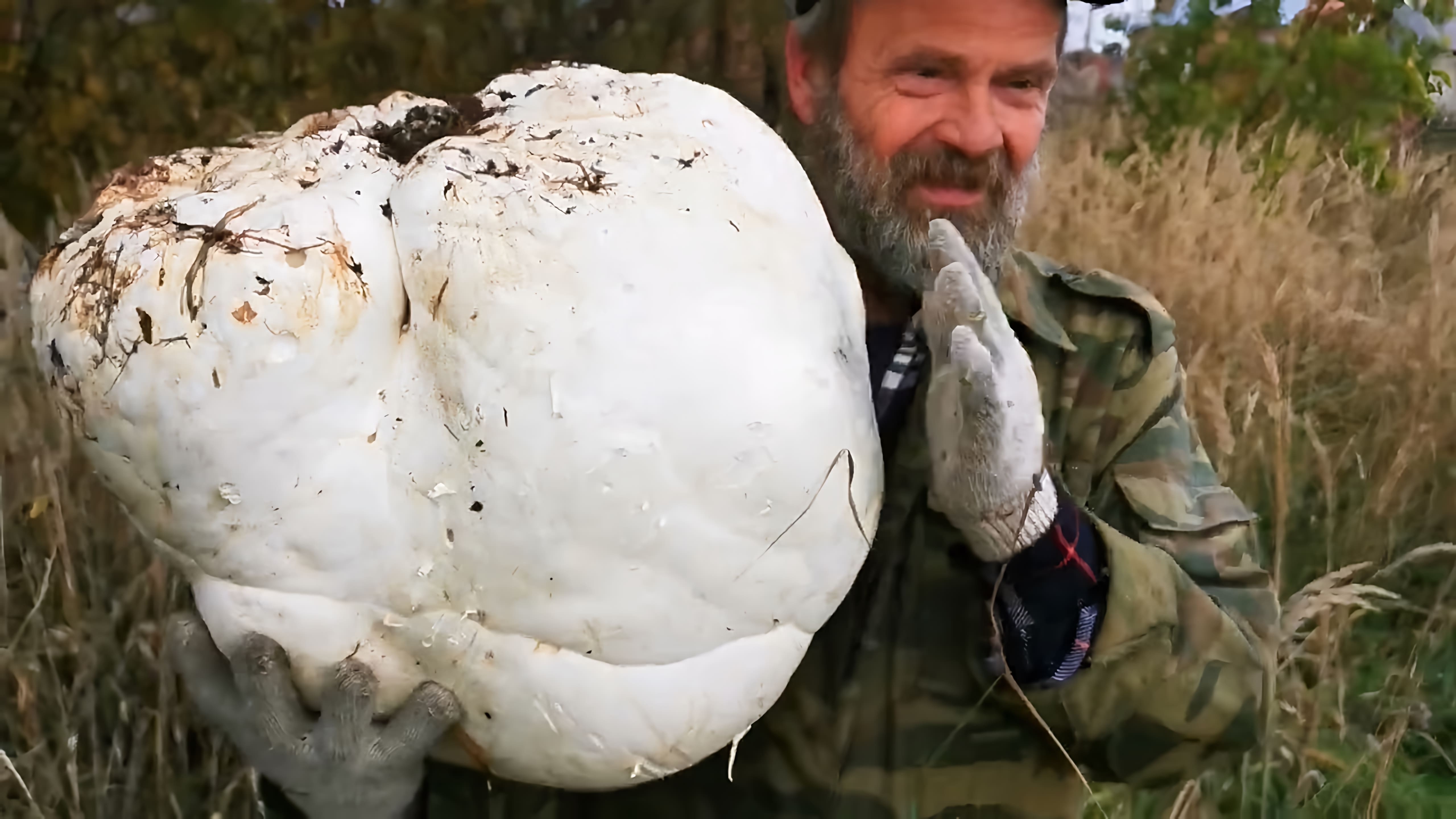 Видео показывает гигантский гриб по имени Calvatia gigantea, также известный как гигантский пуффбол, растущий в лесу