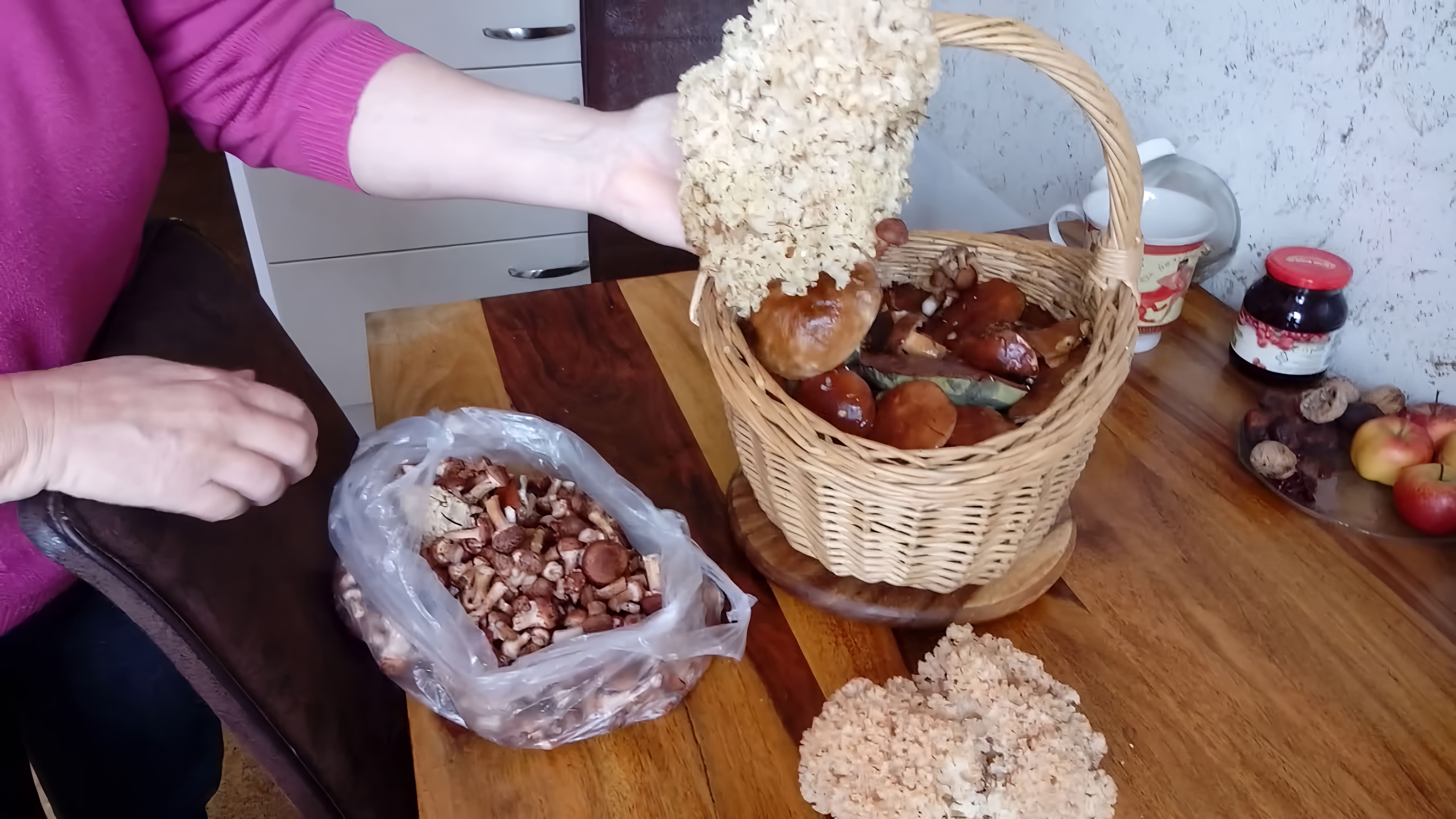 В этом видео рассказывается о грибе-баране, который растет в России и обладает лечебными свойствами