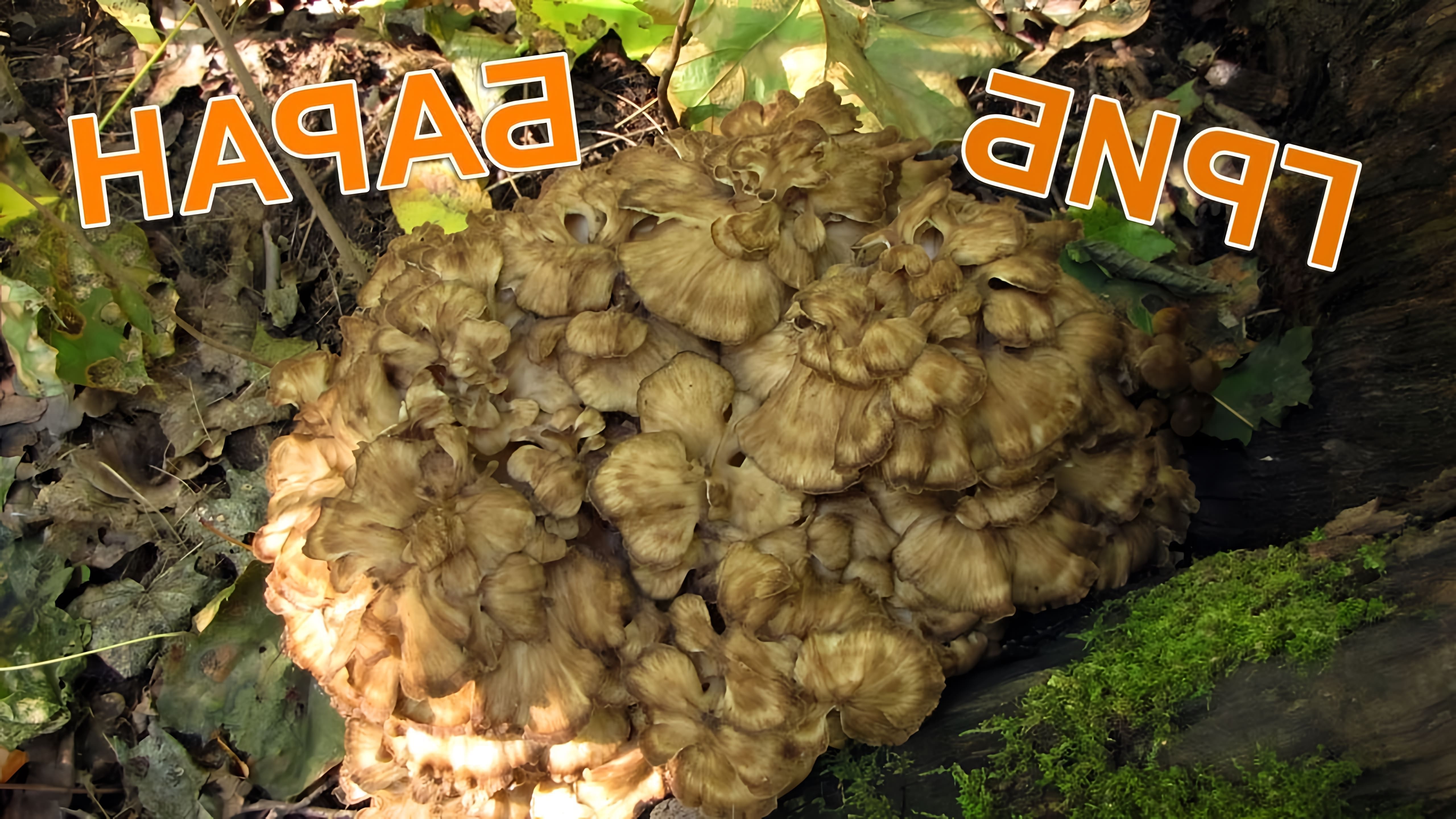 Гриб Баран Mushroom RAM - это видео-ролик, который демонстрирует уникальные свойства и возможности гриба Барана