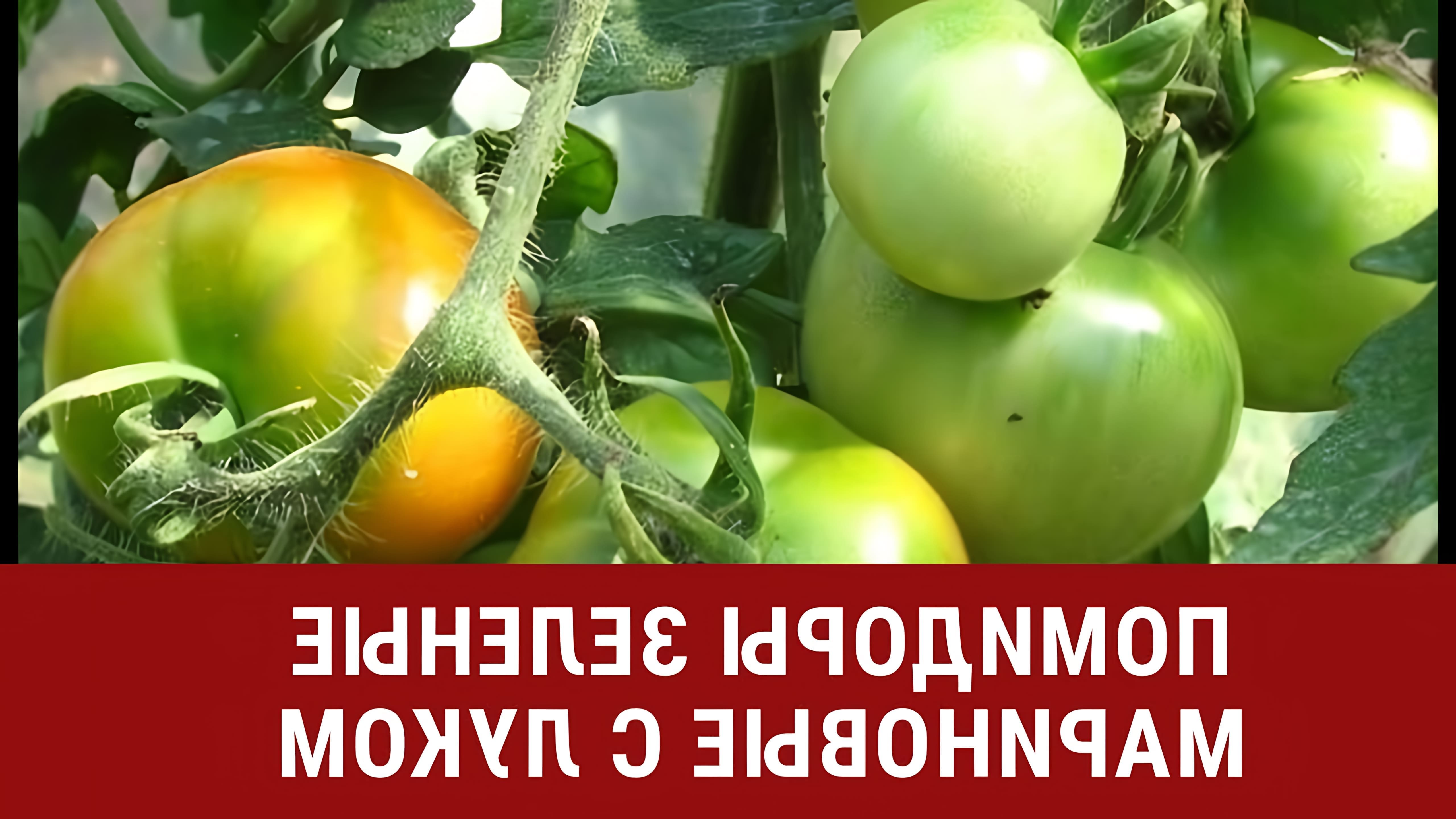 В этом видео демонстрируется процесс приготовления маринованных зеленых помидоров с луком