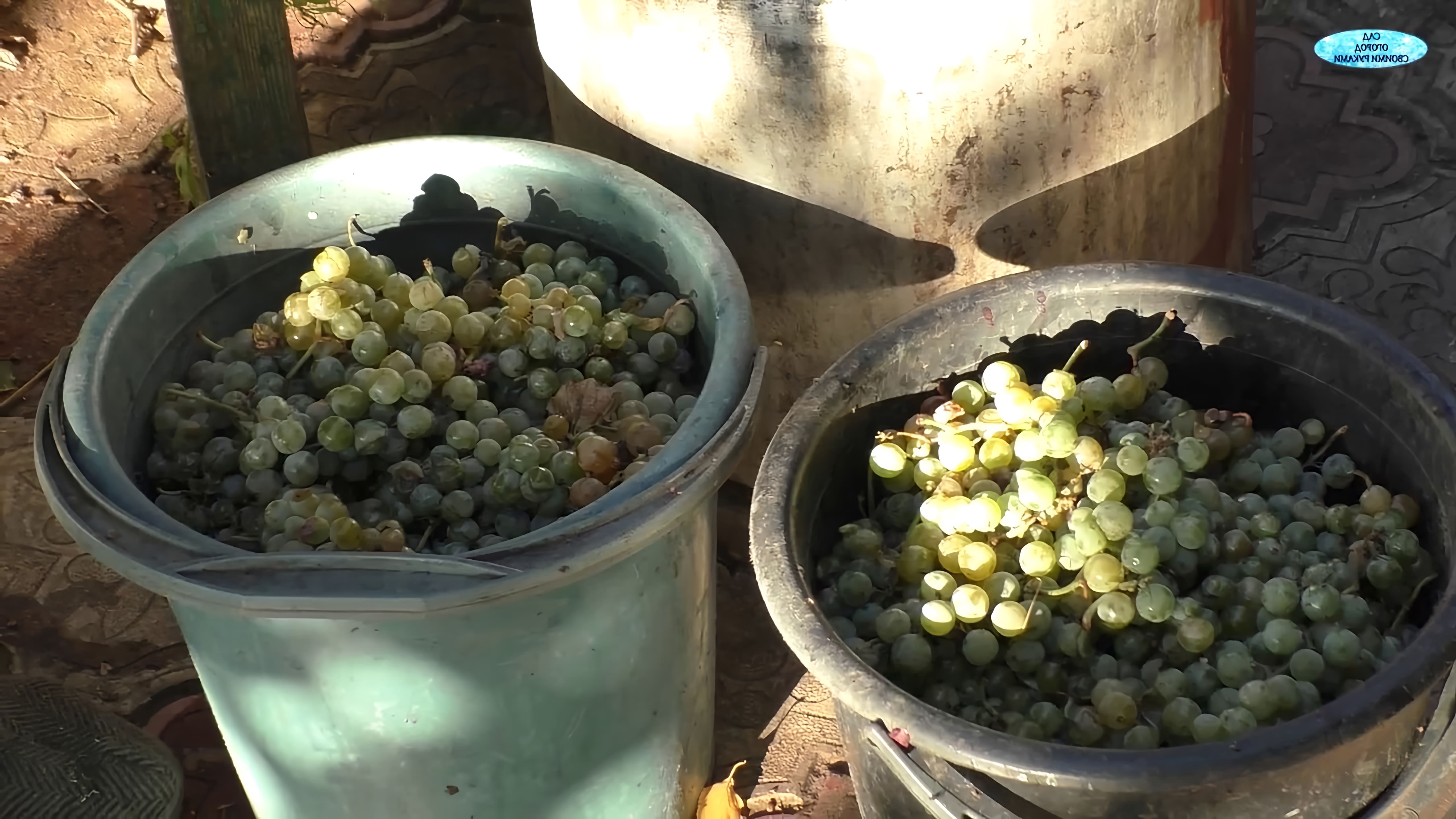 В данном видео демонстрируется процесс приготовления домашнего белого вина из двух сортов винограда: шатла белая мускатная и seneca