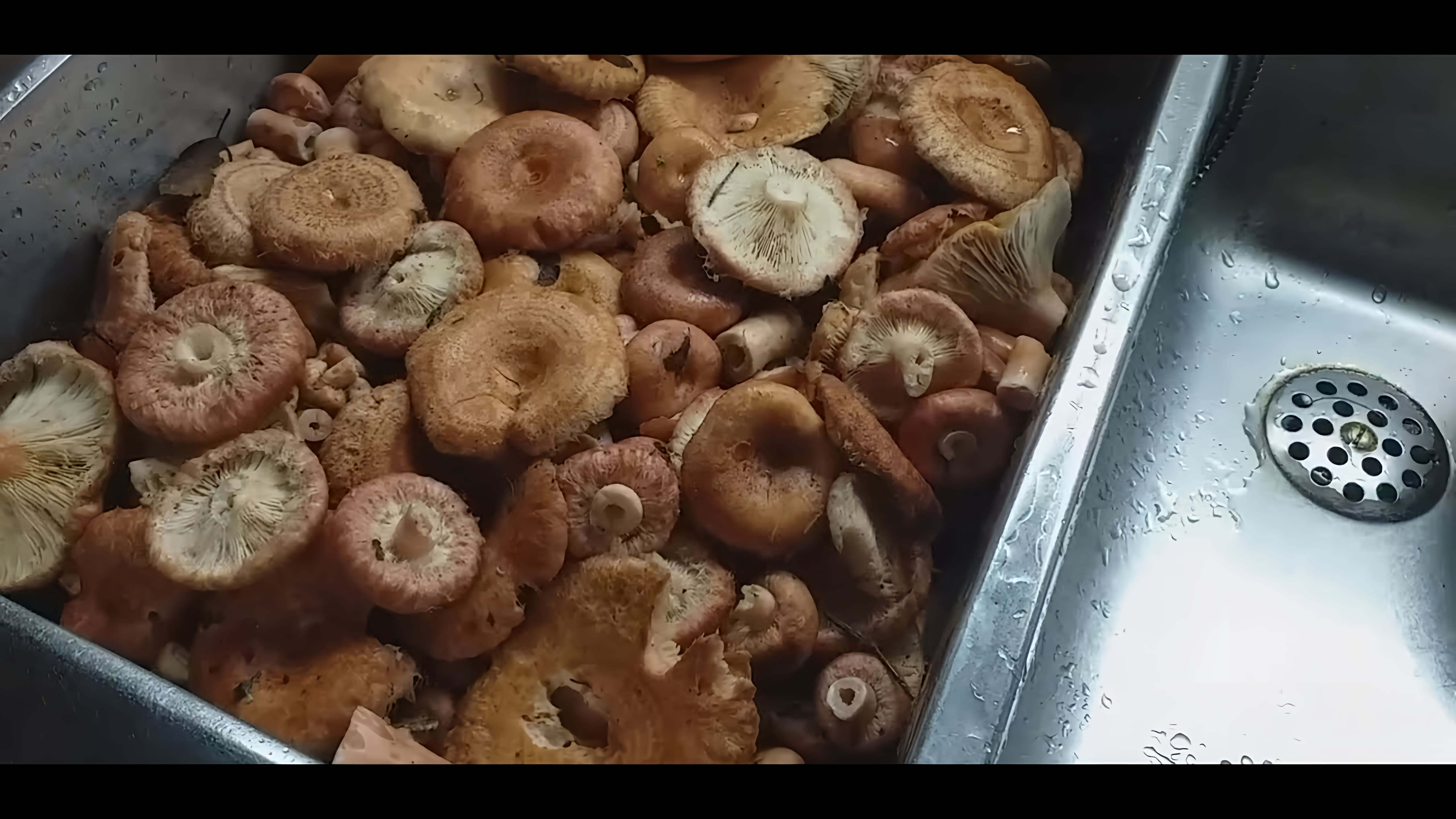 Засолка грибов горячим способом. Таким способом можно солить грузди, рыжики, серушки и др. пластинчатые грибы. 