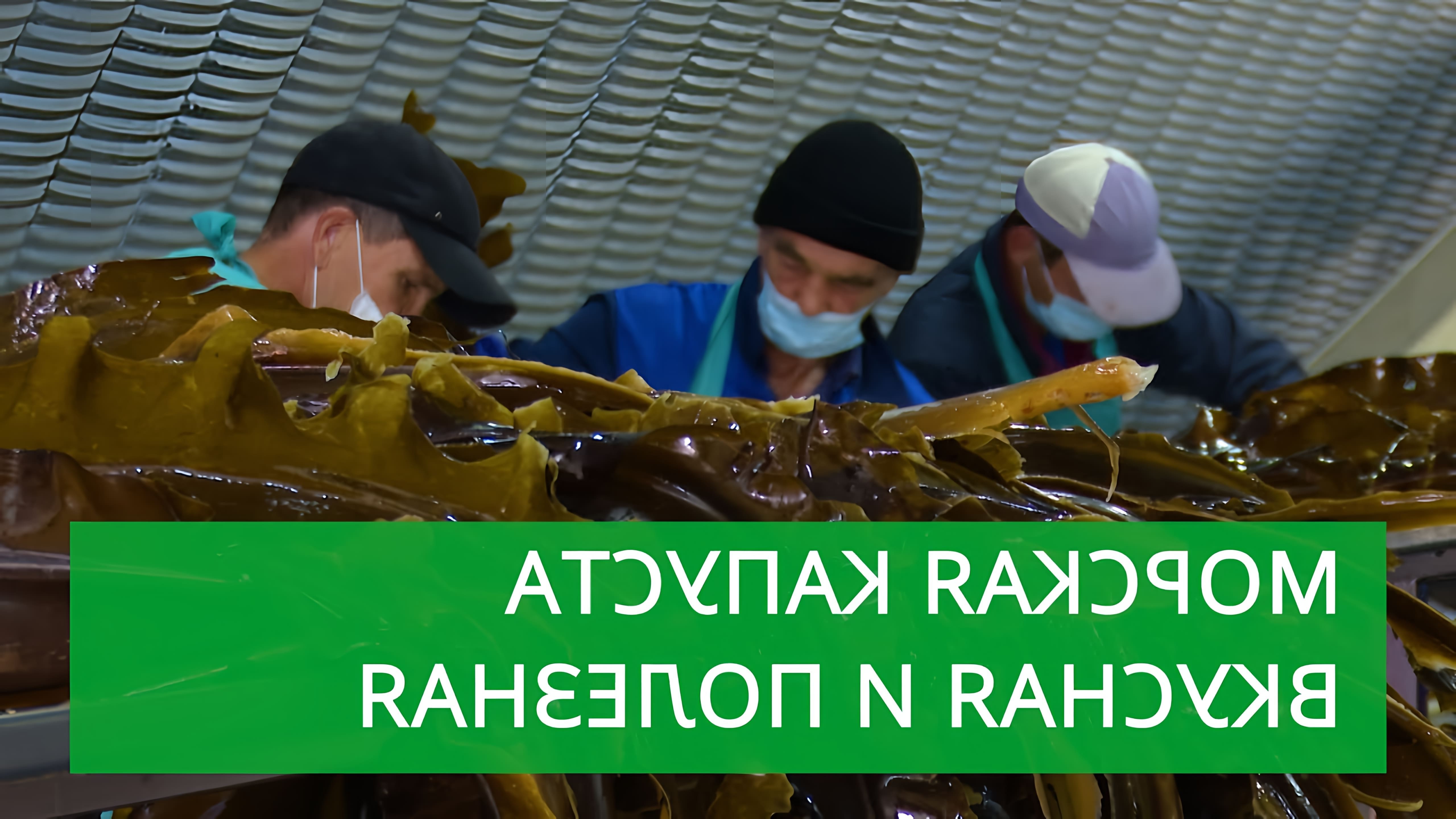 Видео рассказывает о производстве морской капусты на Сахалине