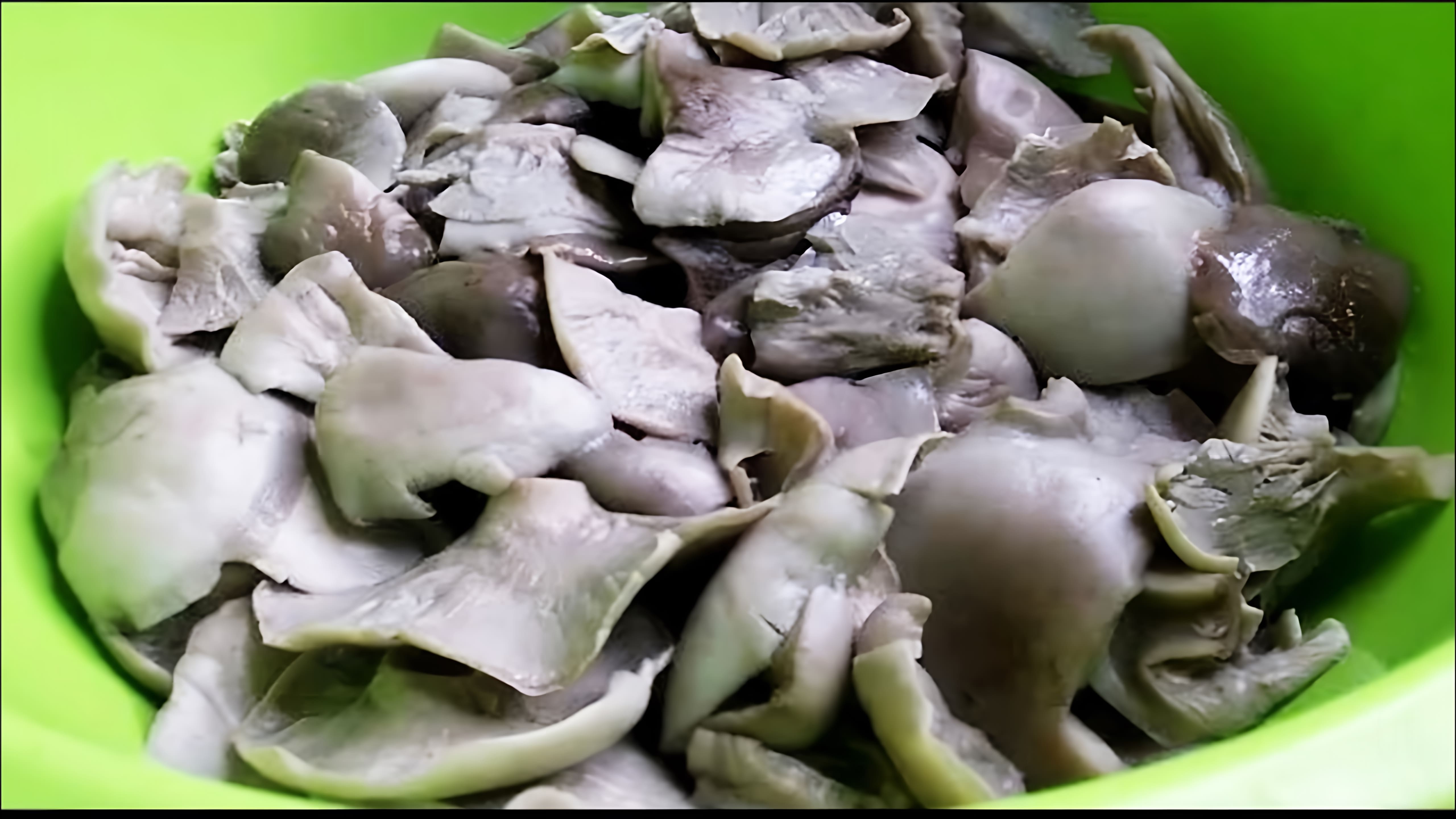 В данном видео демонстрируется процесс соления говорушки дымчатой, которая содержит опасный грибной белок литоцибин