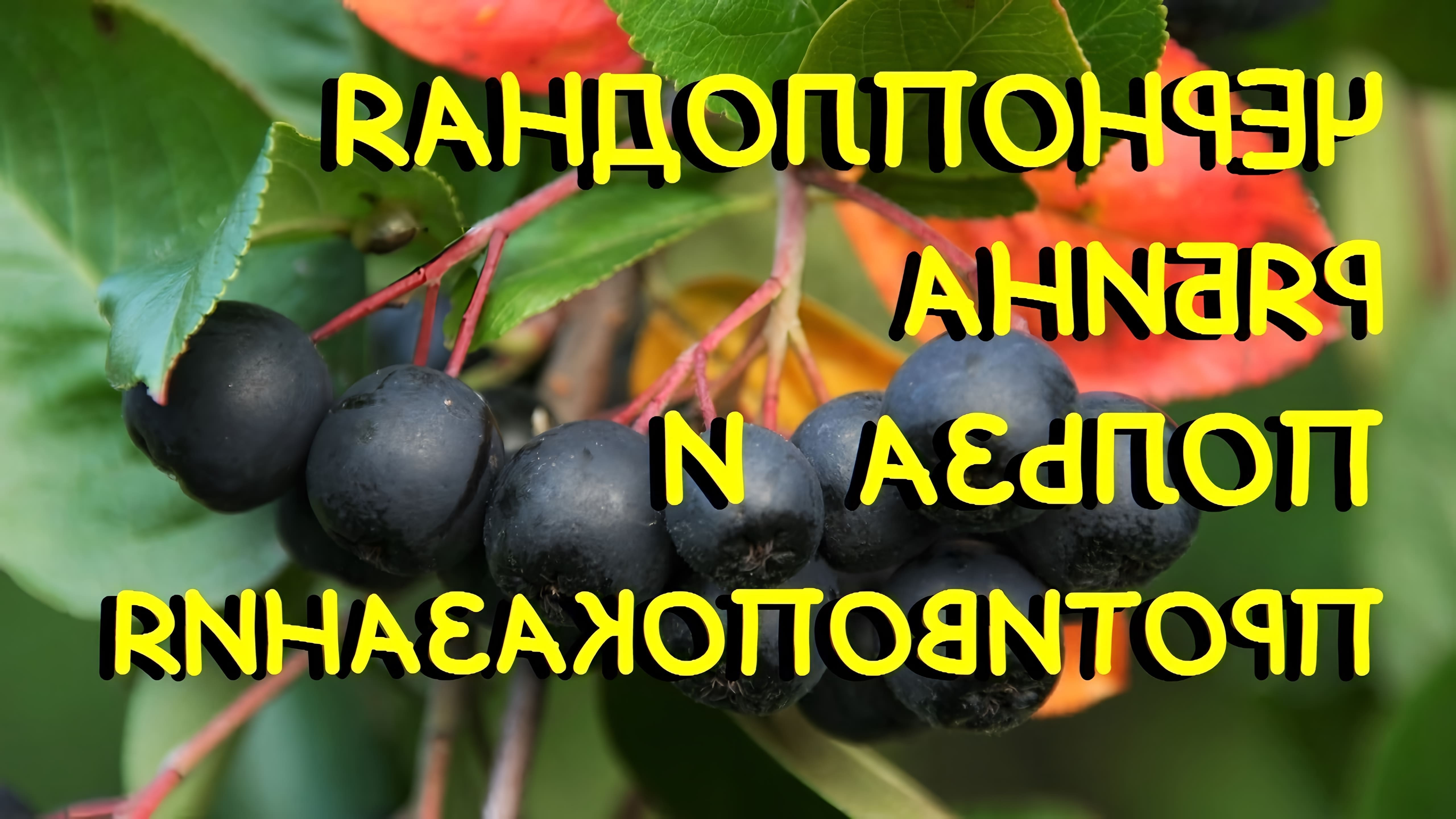 Черноплодная рябина - это ягода, которая обладает множеством полезных свойств