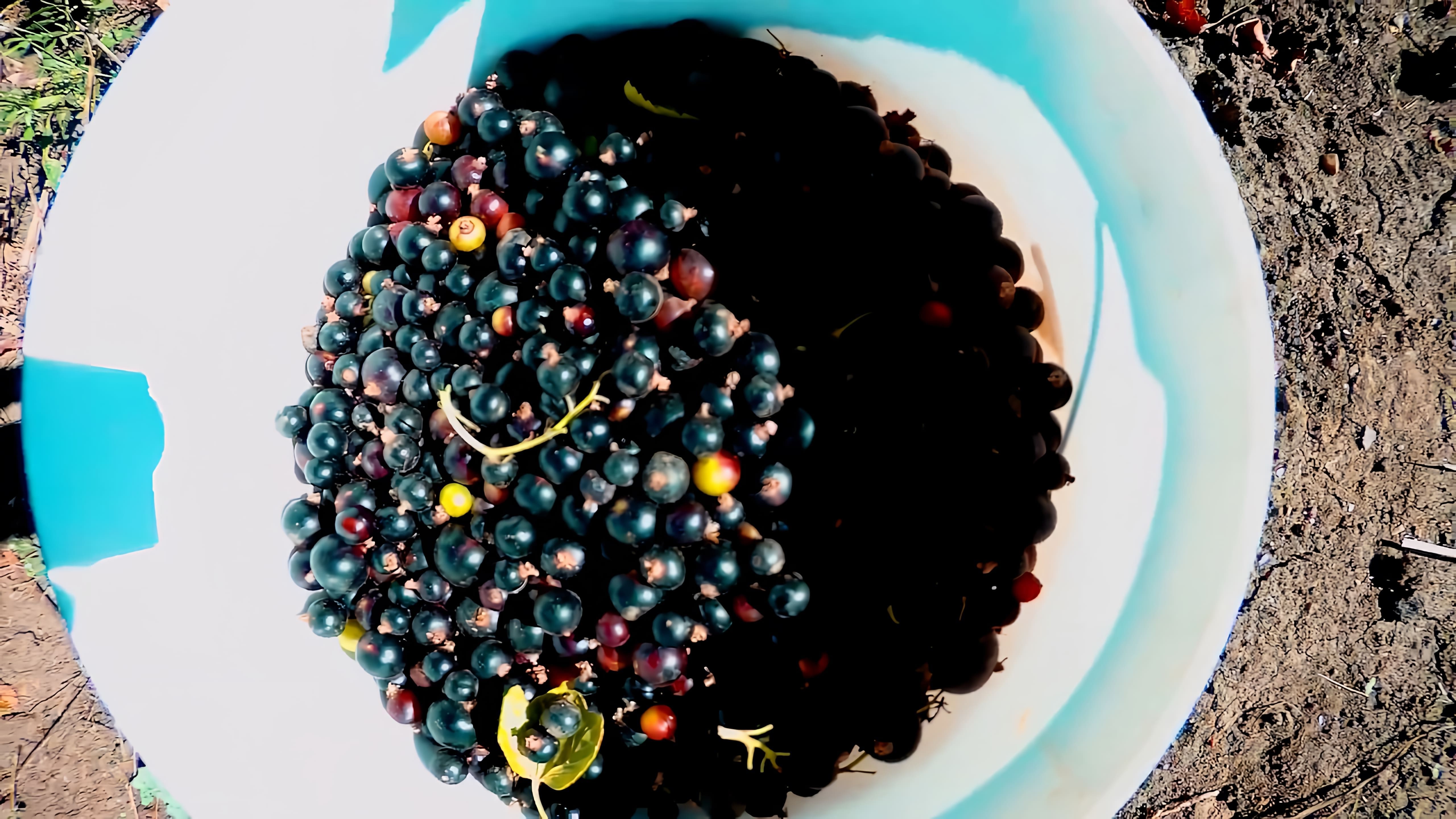 В данном видео рассказывается о процессе приготовления домашнего вина из черной смородины