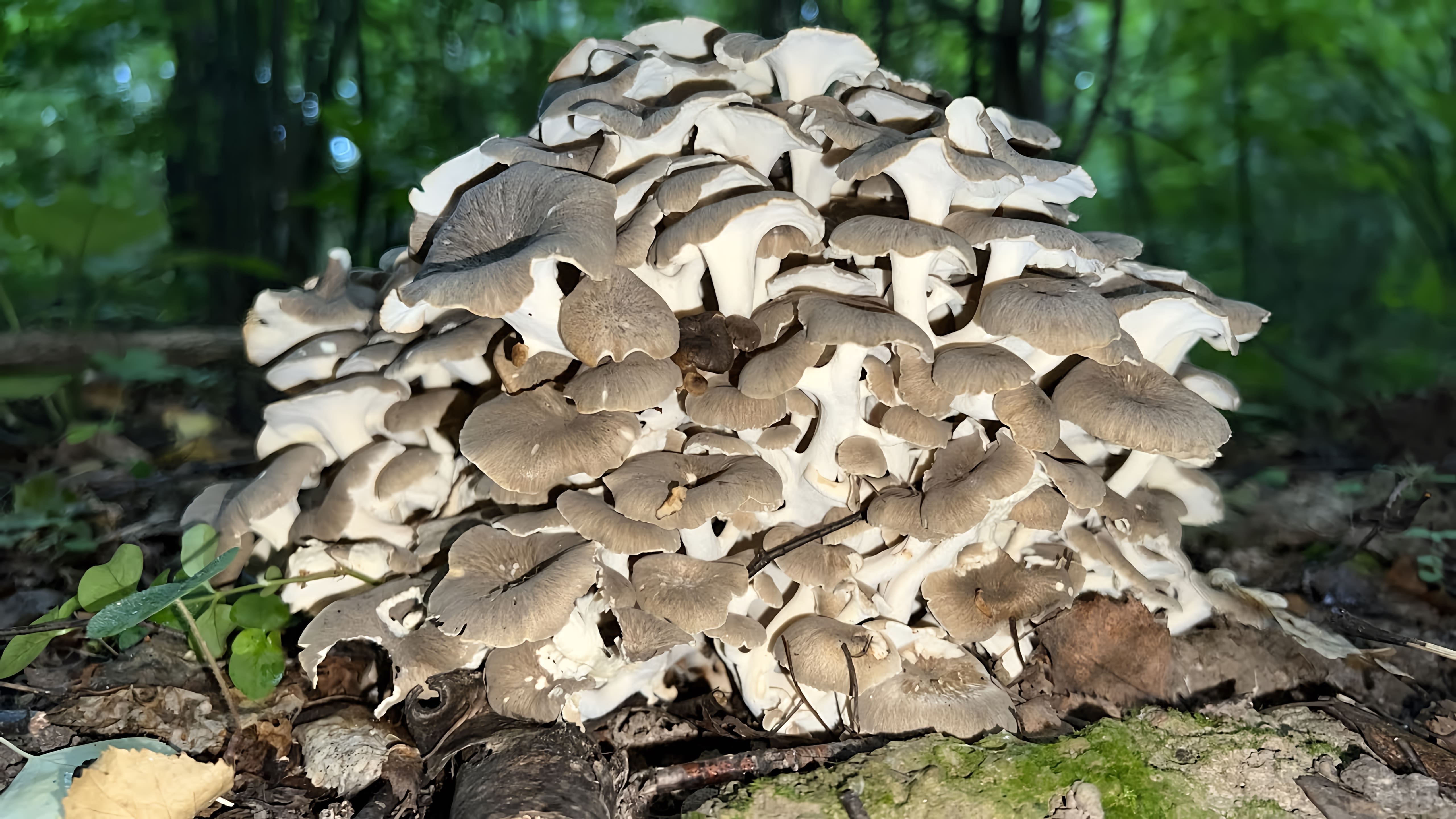 В этом видео автор рассказывает о своем опыте сбора грибов в глухом лесу