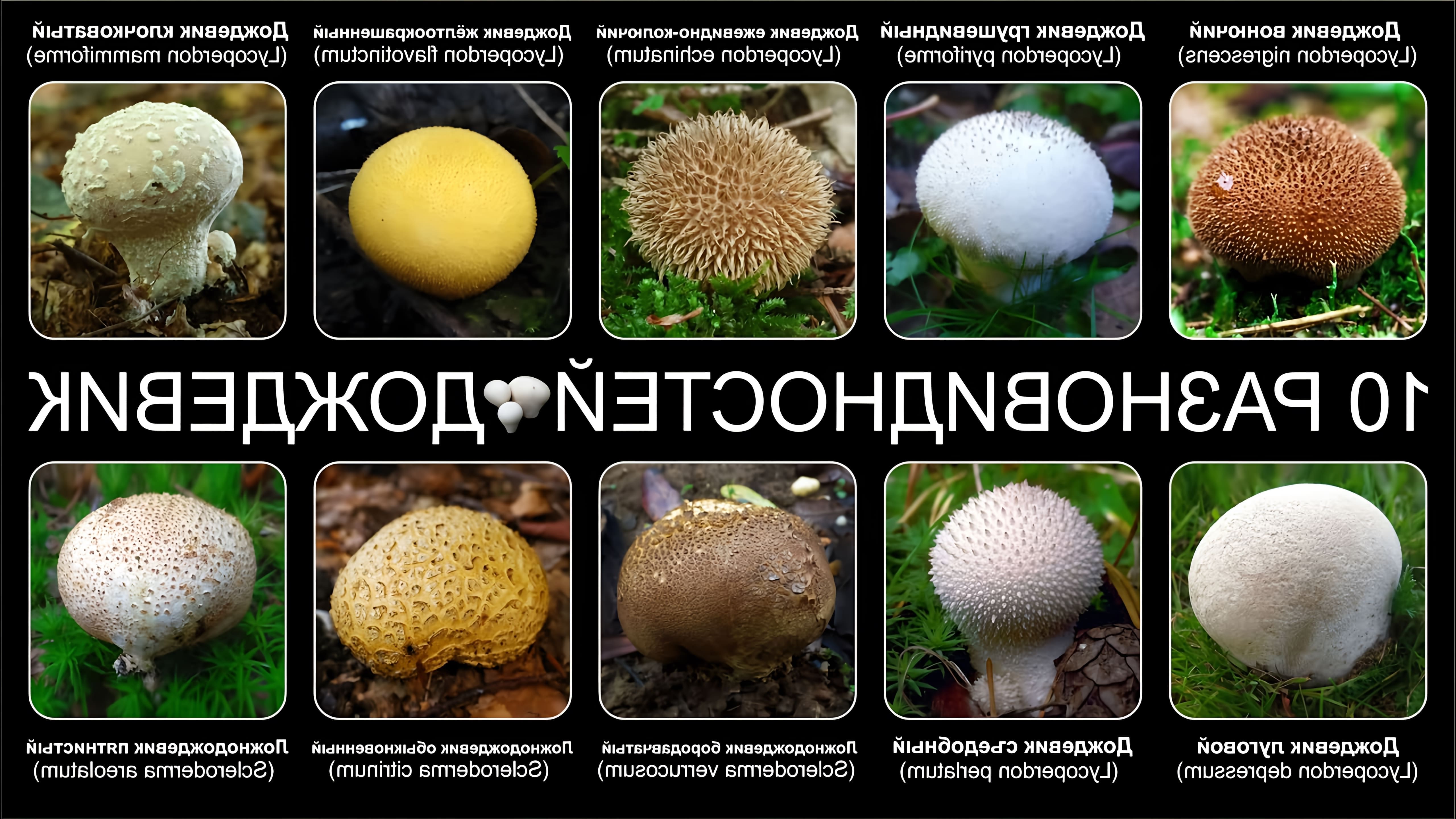 В этом видео рассказывается о десяти различных видах грибов дождевиков