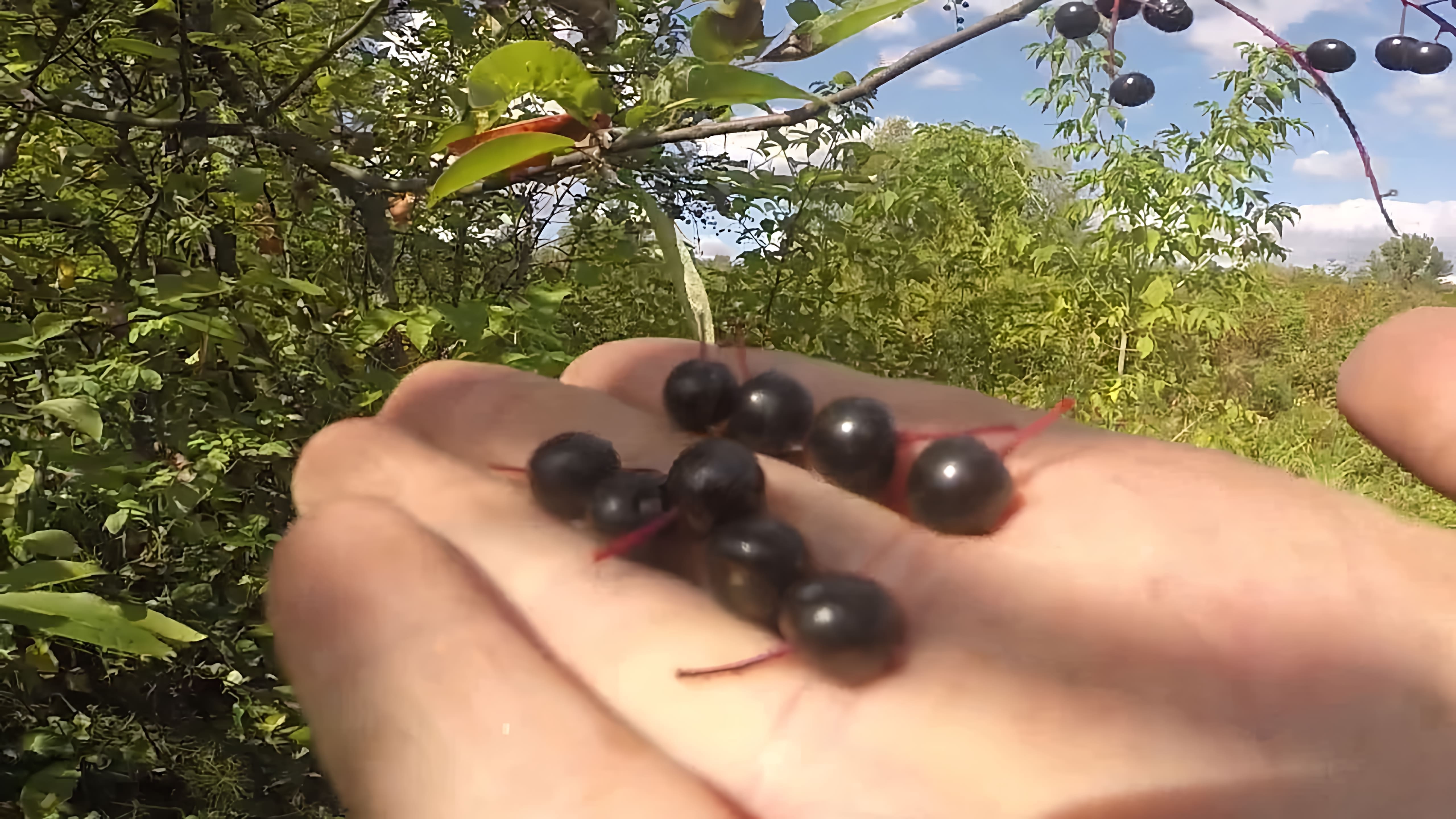 В данном видео-ролике рассматривается вопрос о том, можно ли есть ягоды черёмухи