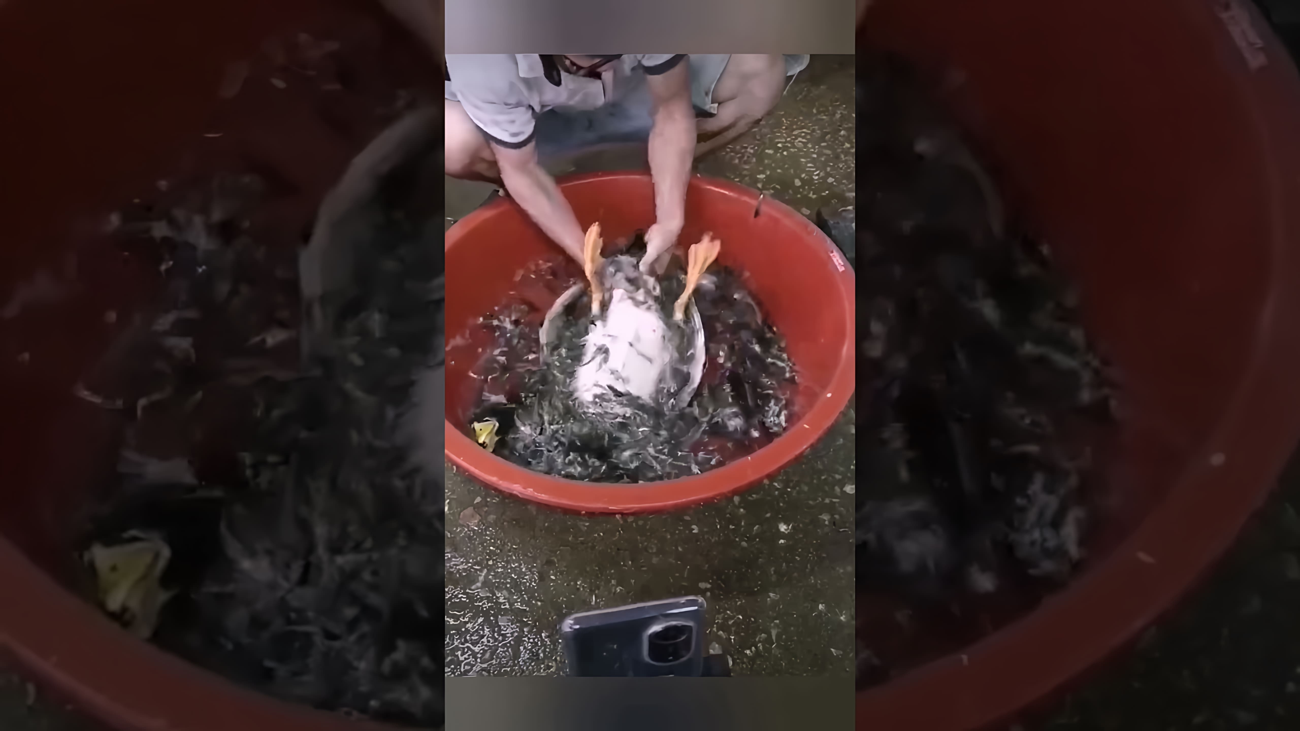 В этом видео-ролике демонстрируется быстрый и эффективный способ ощипывания утки