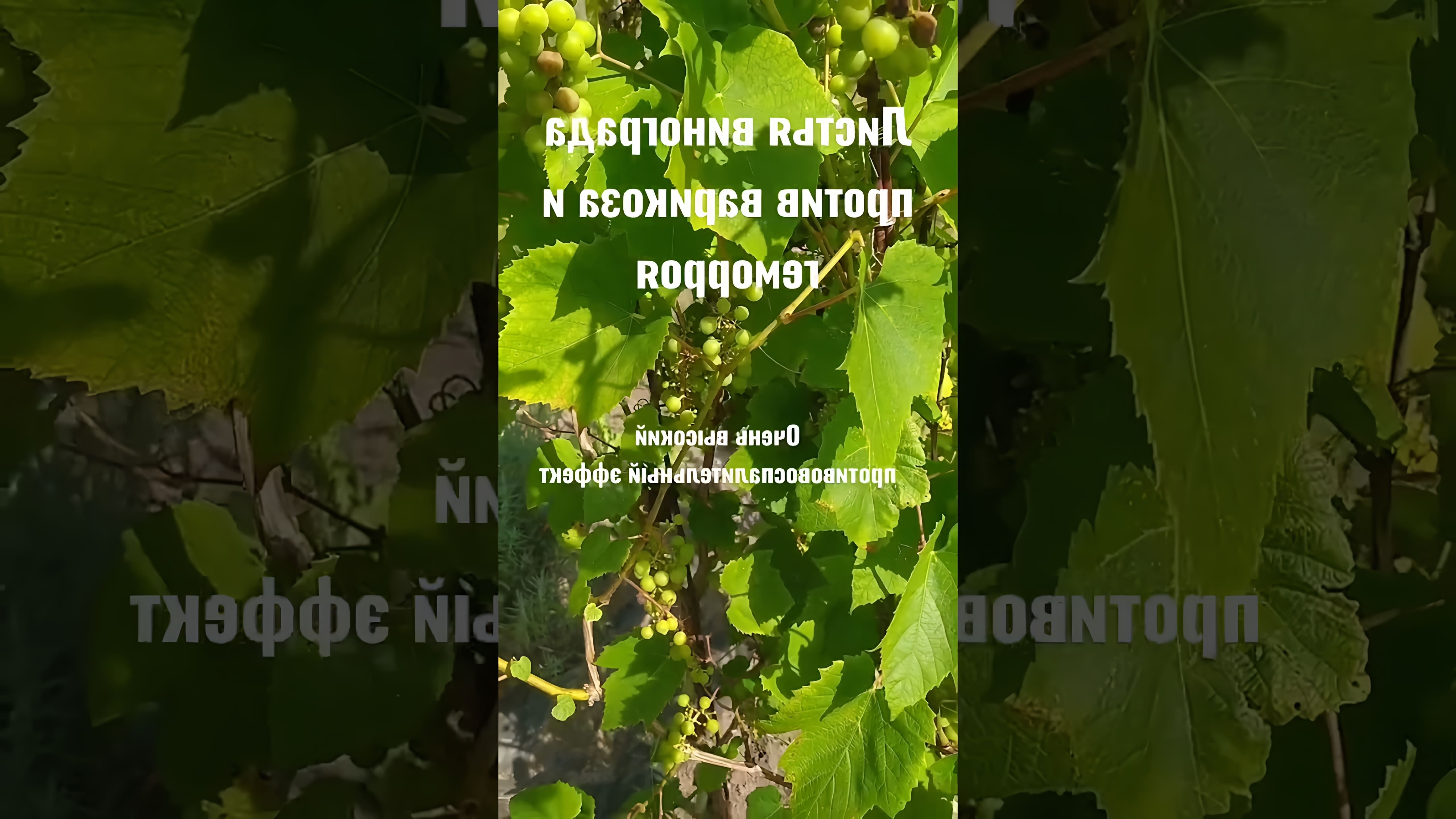 В этом видео рассказывается о полезных свойствах листьев винограда