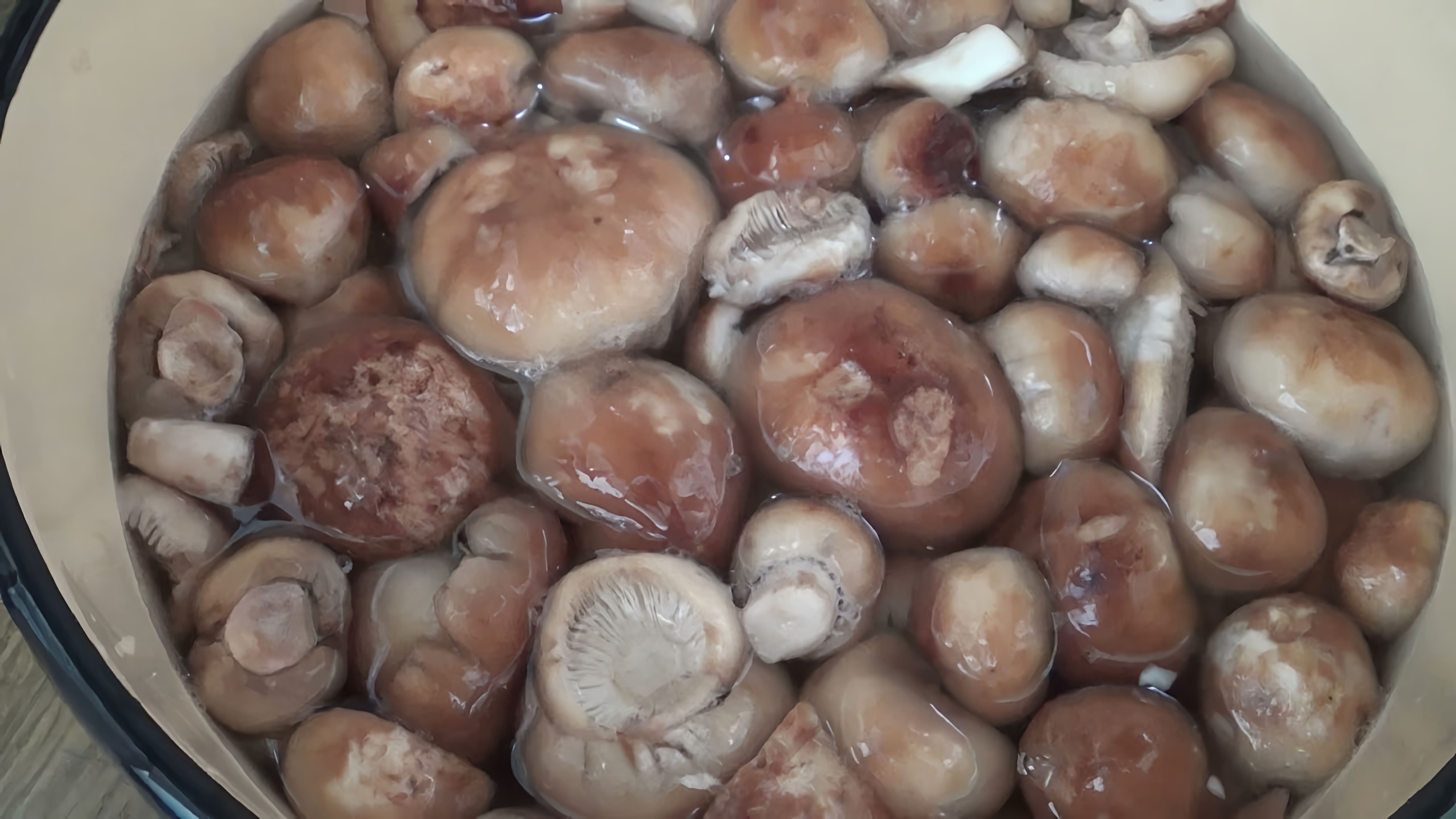 В Пермских лесах массово пошли кульбики (валуи). Не все грибники их берут, но если их хорошо засолить, грибы эти... 