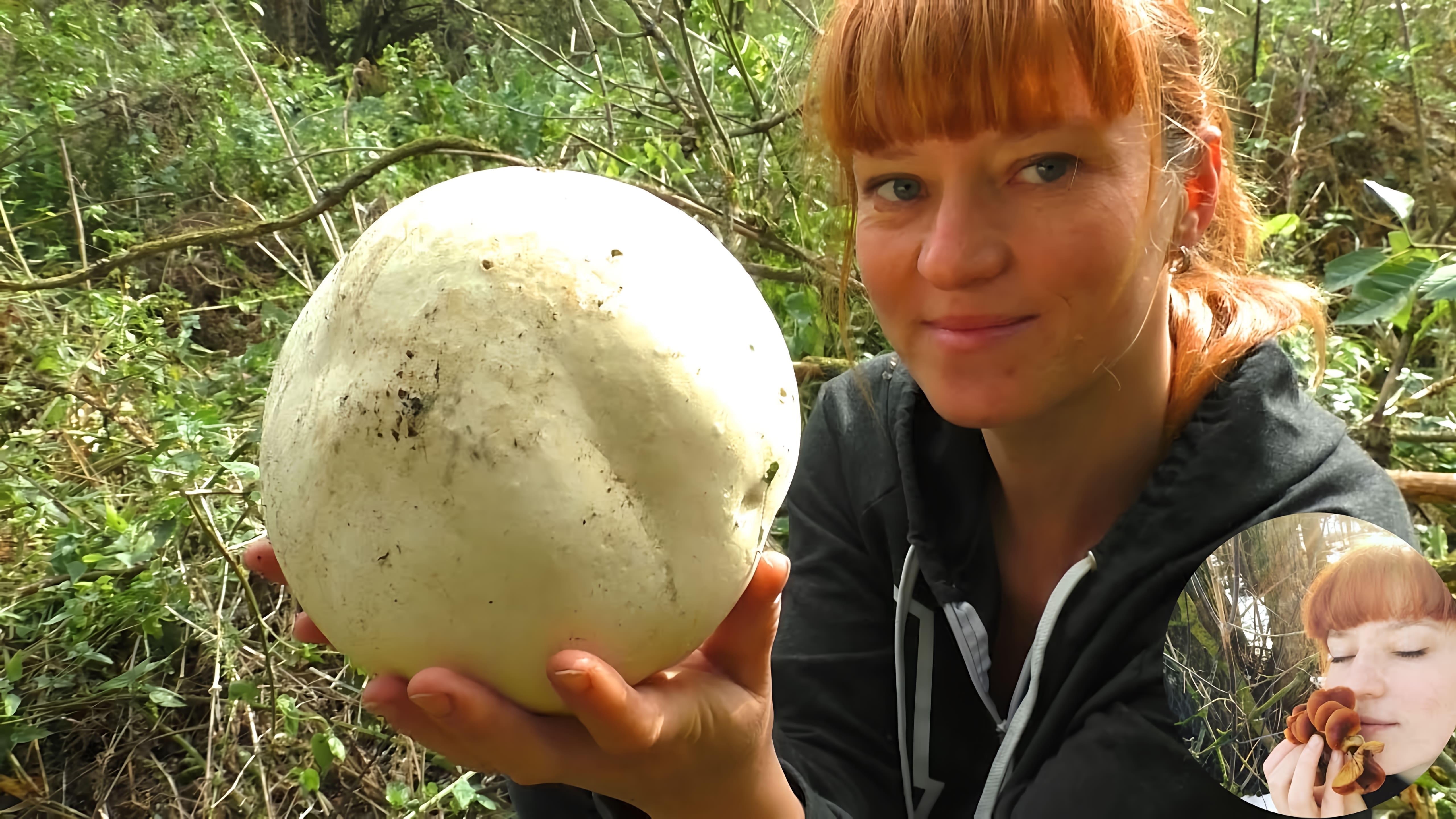 В этом видео рассказывается о самом большом грибе - дождевике гигантском, который также известен как лангермания гигантская