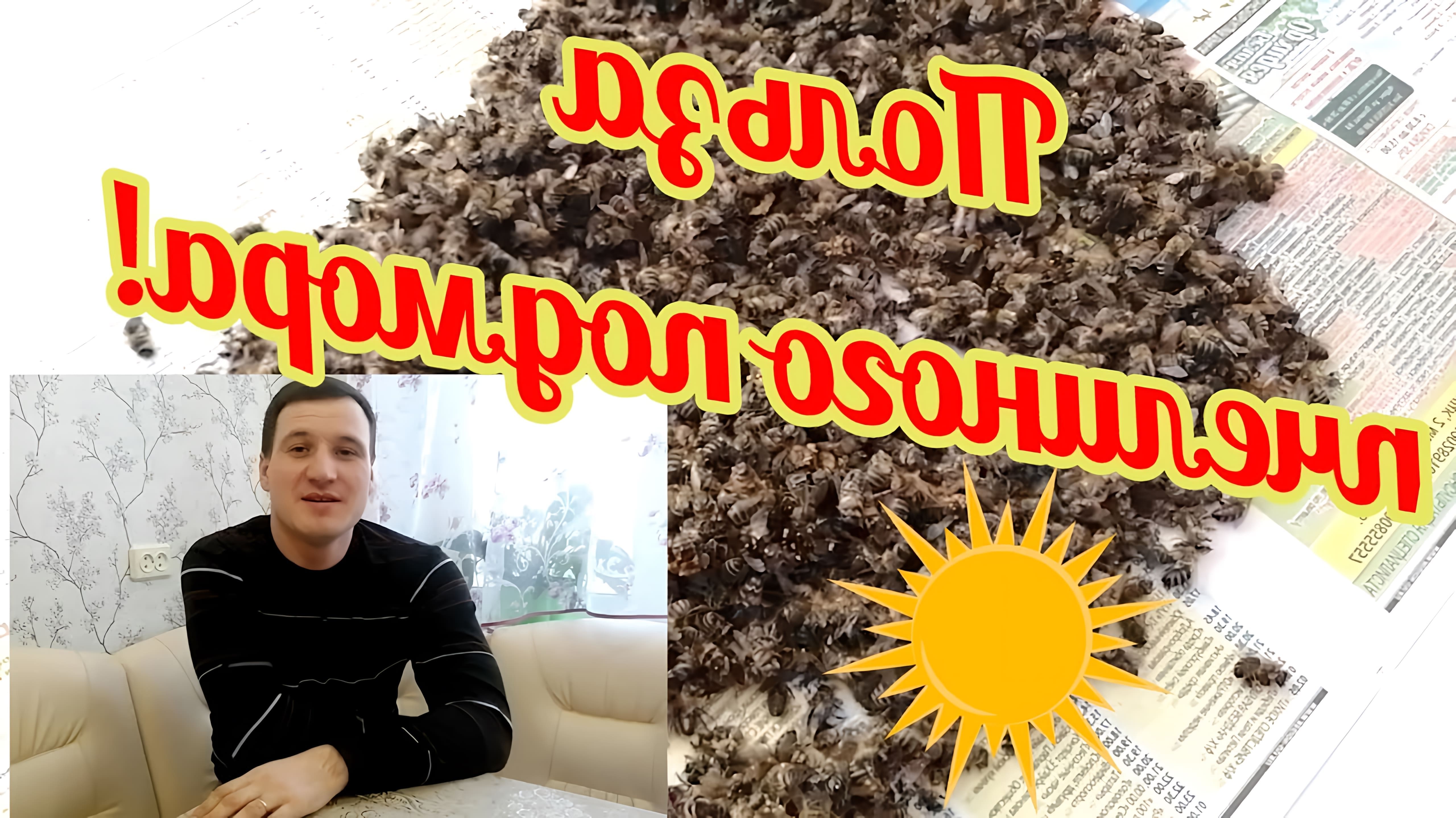 В этом видео рассказывается о пользе пчелиного подмора и его применении в виде настойки